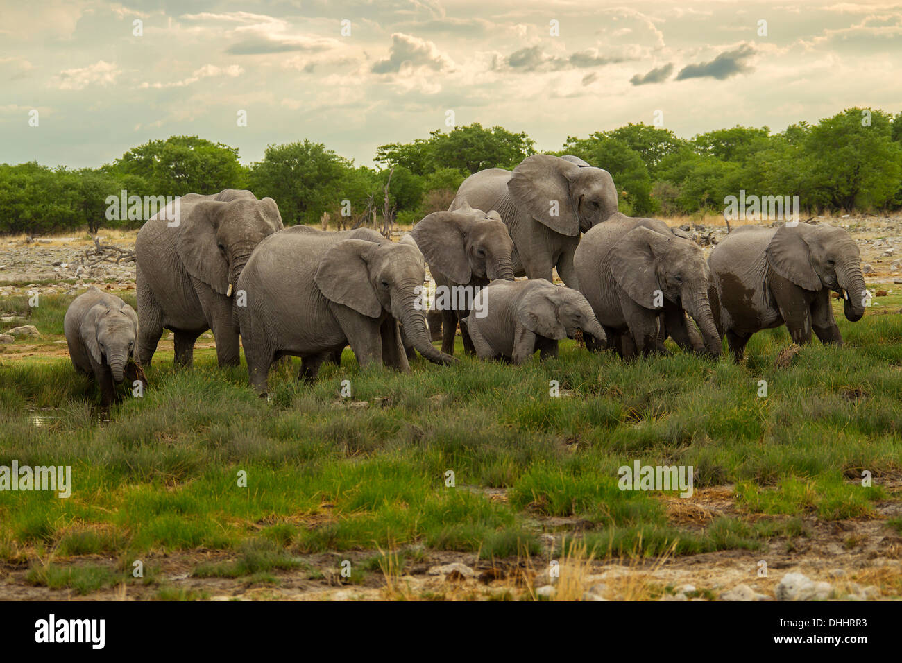 L'elefante africano (Loxodonta africana), allevamento, Etosha-Nationalpark, Namutoni, Namibia Foto Stock