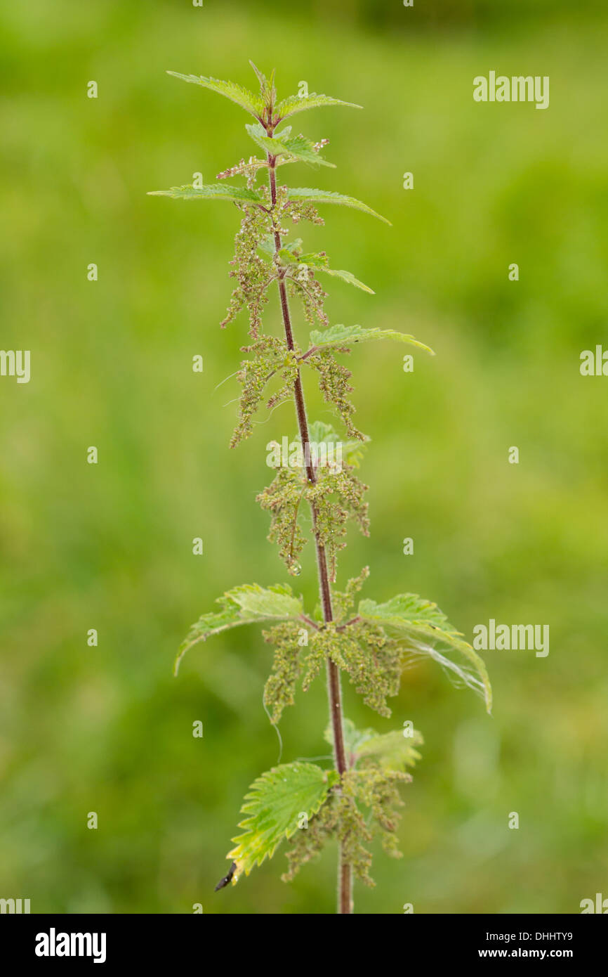 Comuni / Ortica ortica (Urtica dioica) Foto Stock