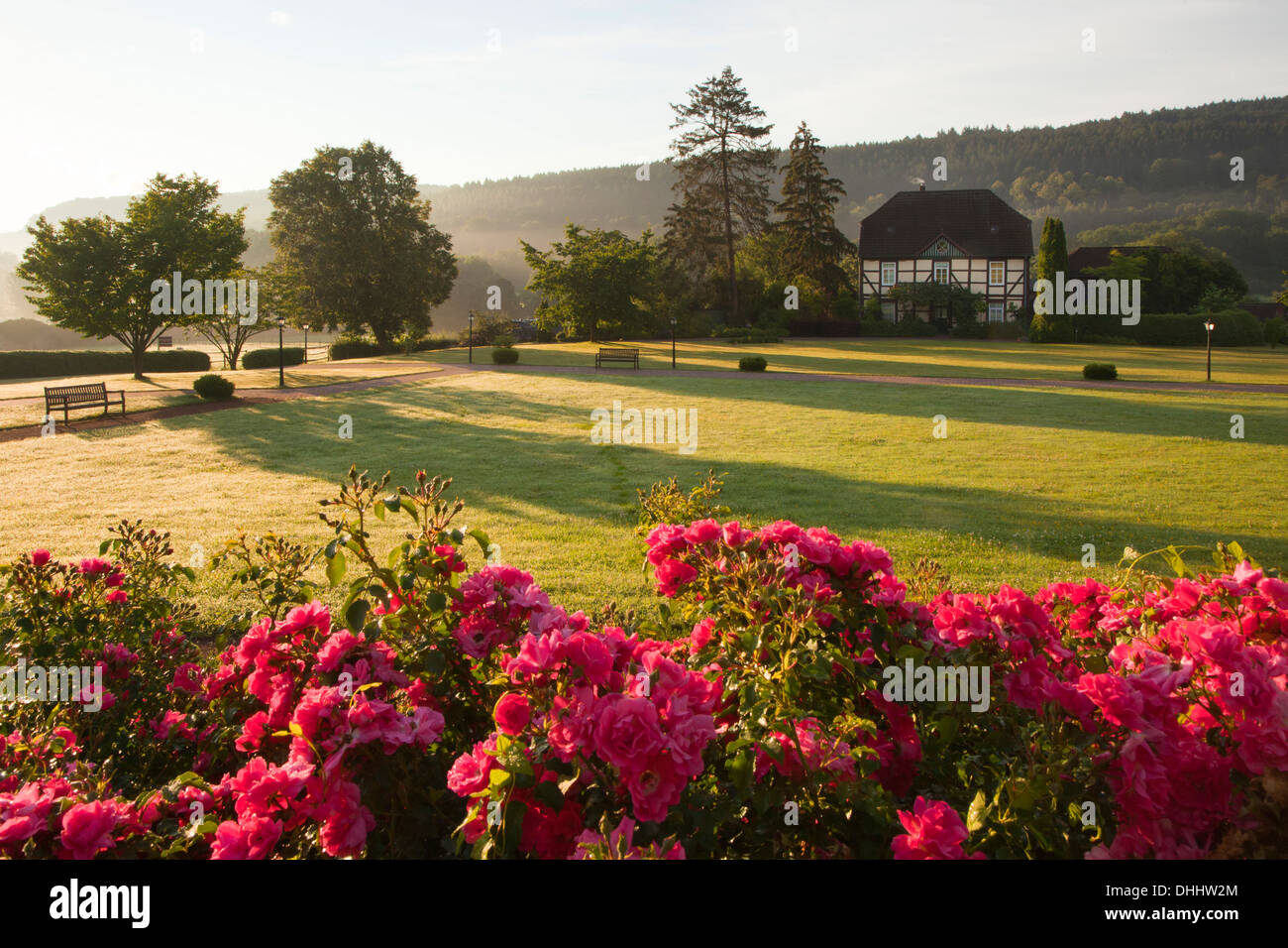 Le rose nei giardini del castello di Haemelschenburg, Emmerthal, Weser colline a nord della Bassa Sassonia, Germania, Europa Foto Stock