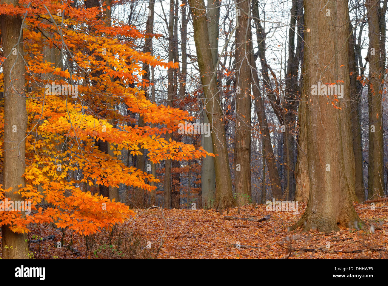 American Faggio natura immagine di sfondo nel tardo autunno inizio inverno in western New York Stato regione. Foto Stock