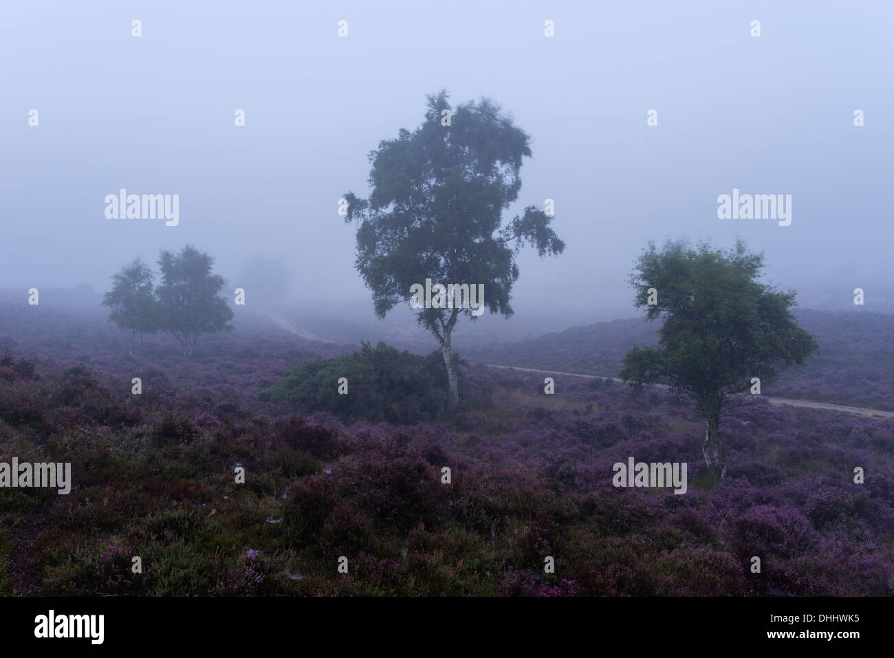 Una nebbiosa mattina a Westleton Heath, Suffolk, Inghilterra Foto Stock