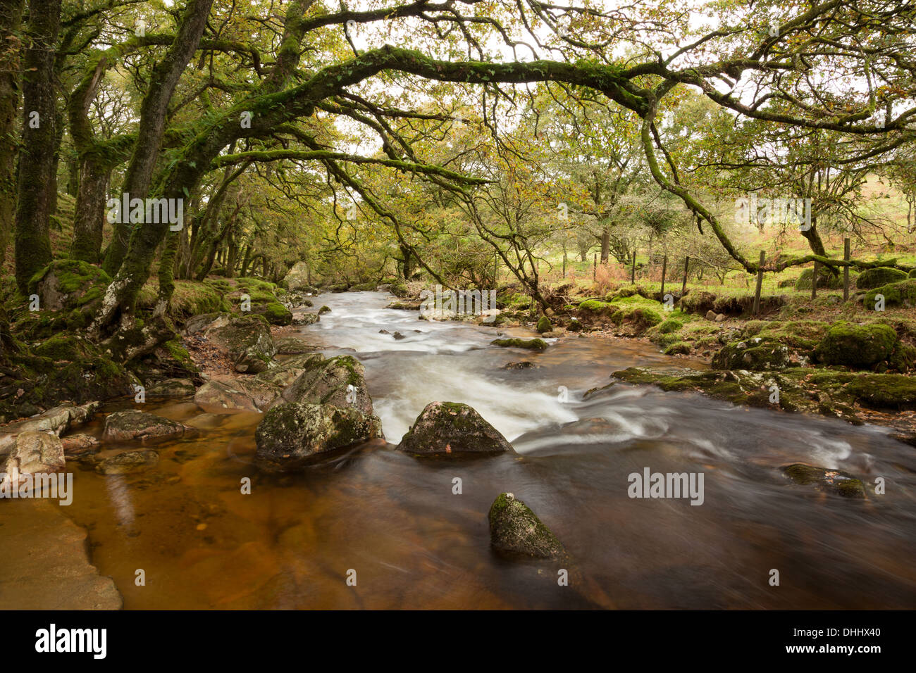 Il fiume Plym fluente attraverso il legno del Nord a Dewerstone, Dartmoor National Park Regno Unito Foto Stock