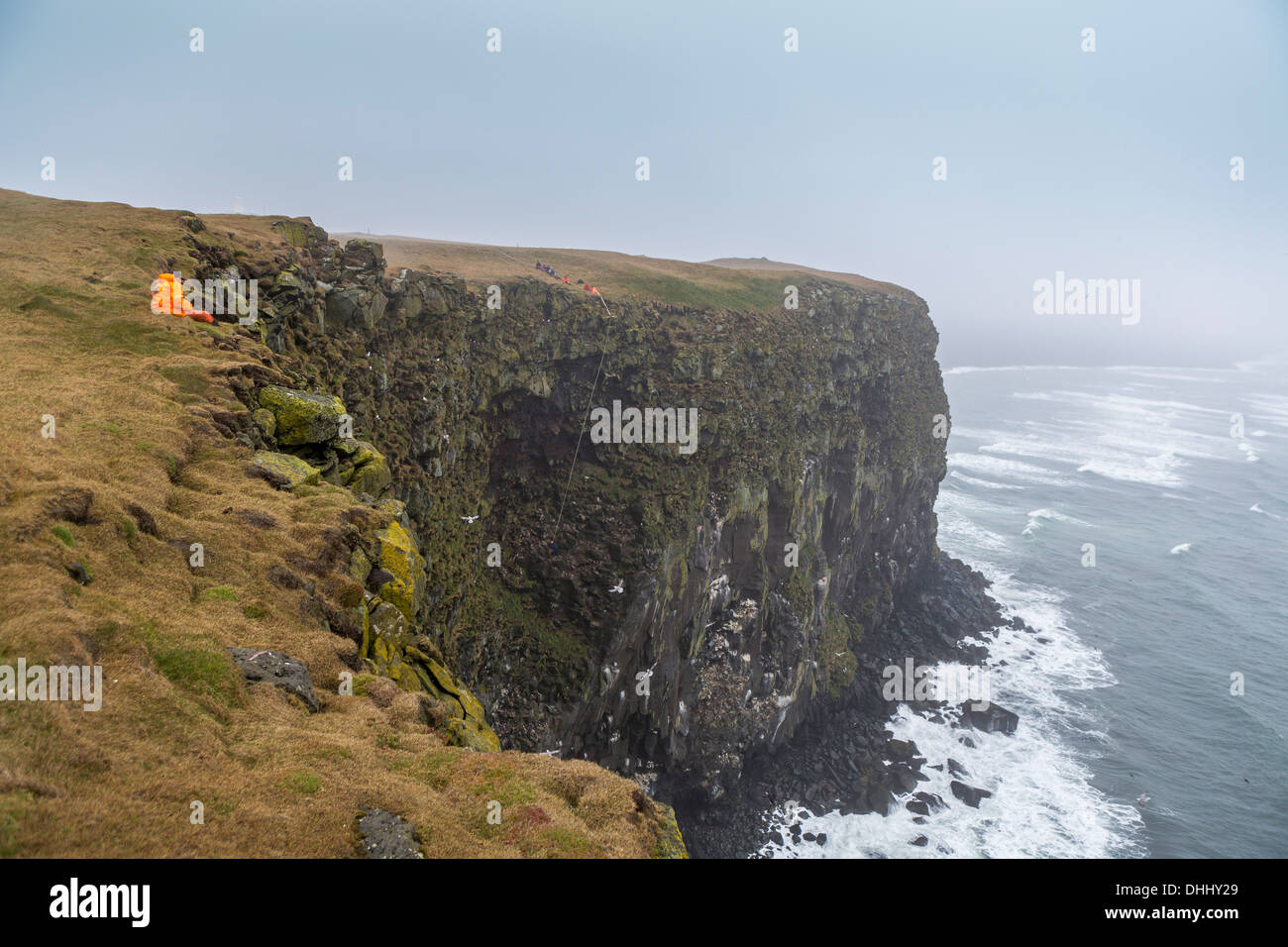 Comune di raccolta Guillemot uova (Uria aalge), Ingolfshofdi, Islanda Teamwork sforzo da parte della corda per raccogliere le uova sulle scogliere. Foto Stock
