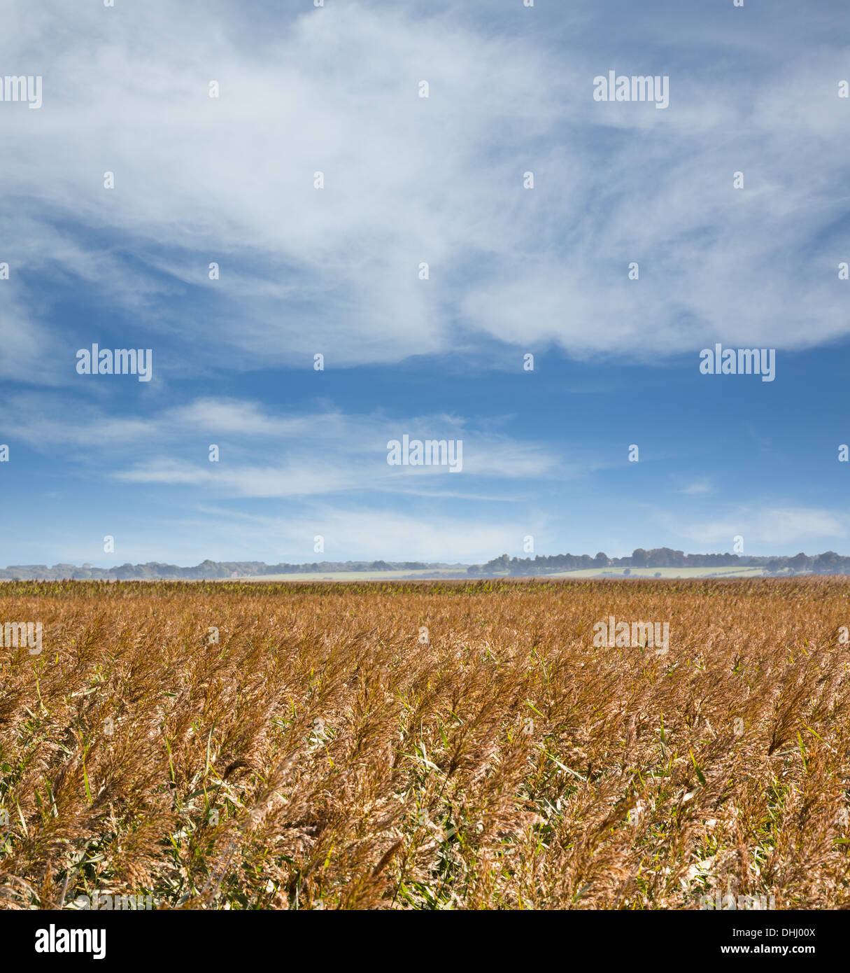 Paesaggio del Suffolk - campo di orzo e terreni agricoli sotto il grande cielo, Inghilterra orientale in estate Foto Stock