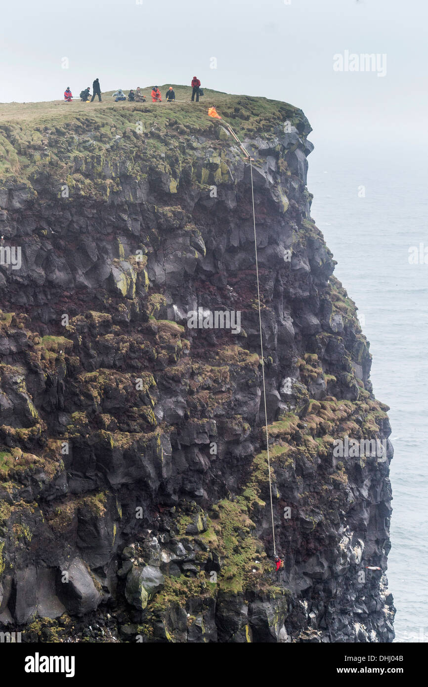 Comune di Guillemot uova (Uria aalge), Ingolfshofdi, Islanda Foto Stock