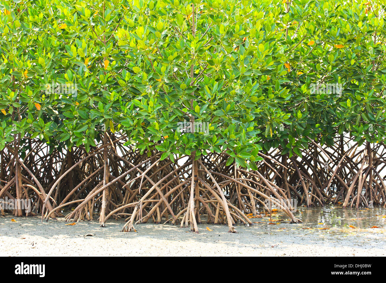 Impianto di mangrovie in mare le radici dell'antenna Foto Stock