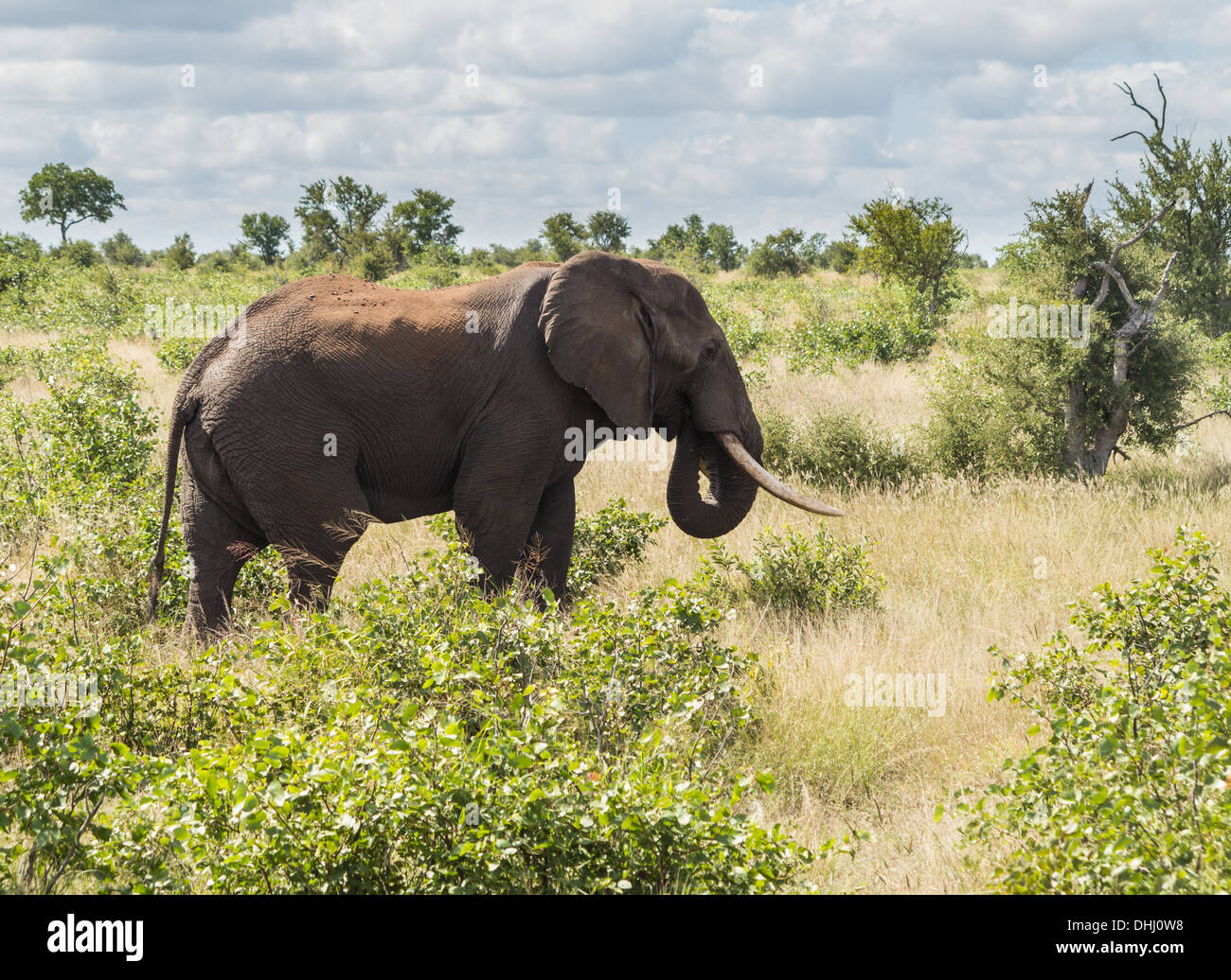 Elefante africano, Kruger National Park, Sud Africa Foto Stock