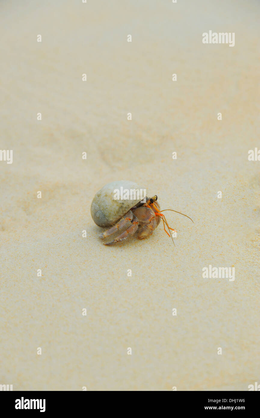 Eremita Granchio di mare sulle spiagge soleggiate Foto Stock