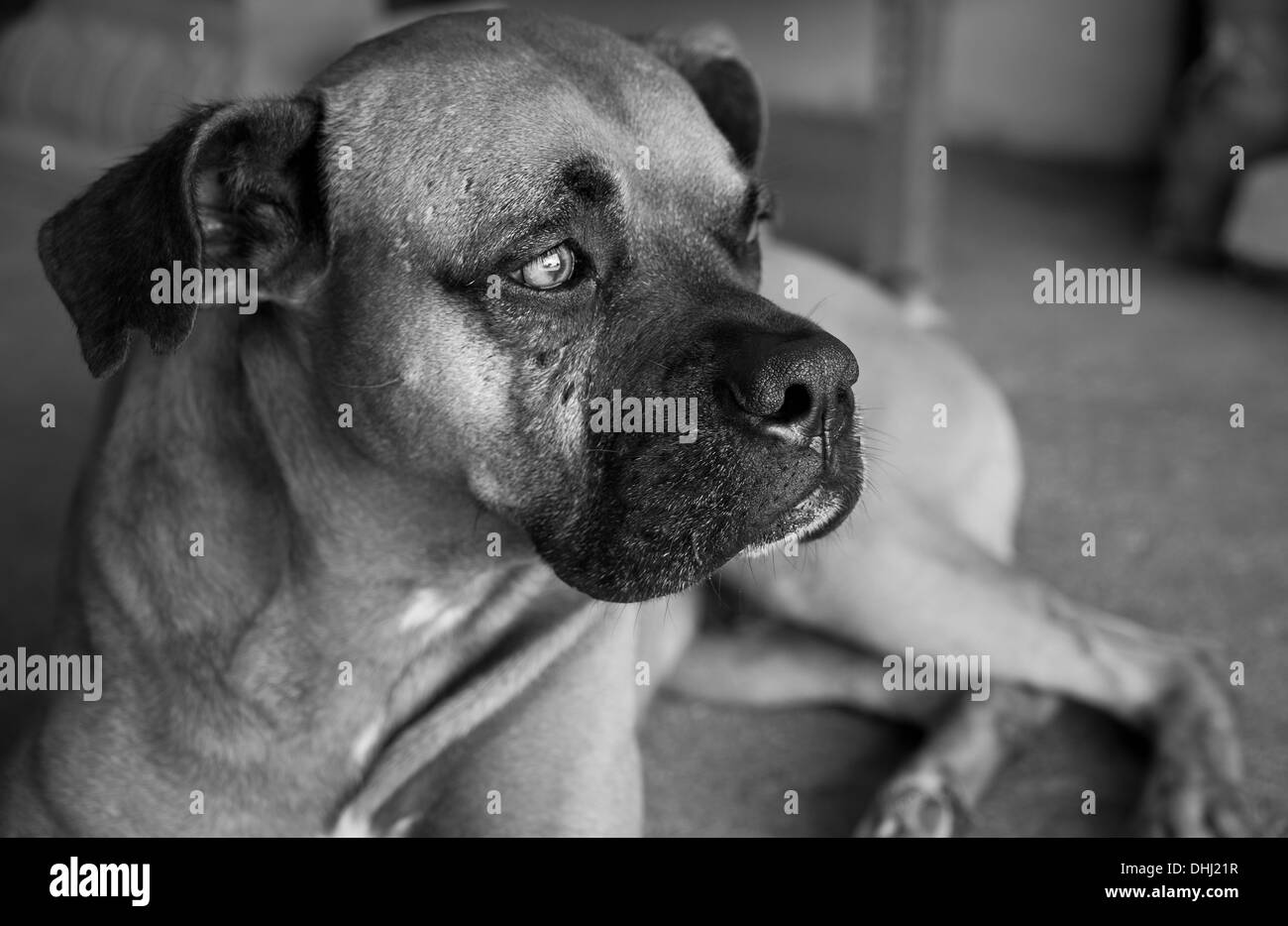Ritratto di un boxer cane di nome Jack, in Penonome, Cocle Affitto provincia, Repubblica di Panama. Foto Stock