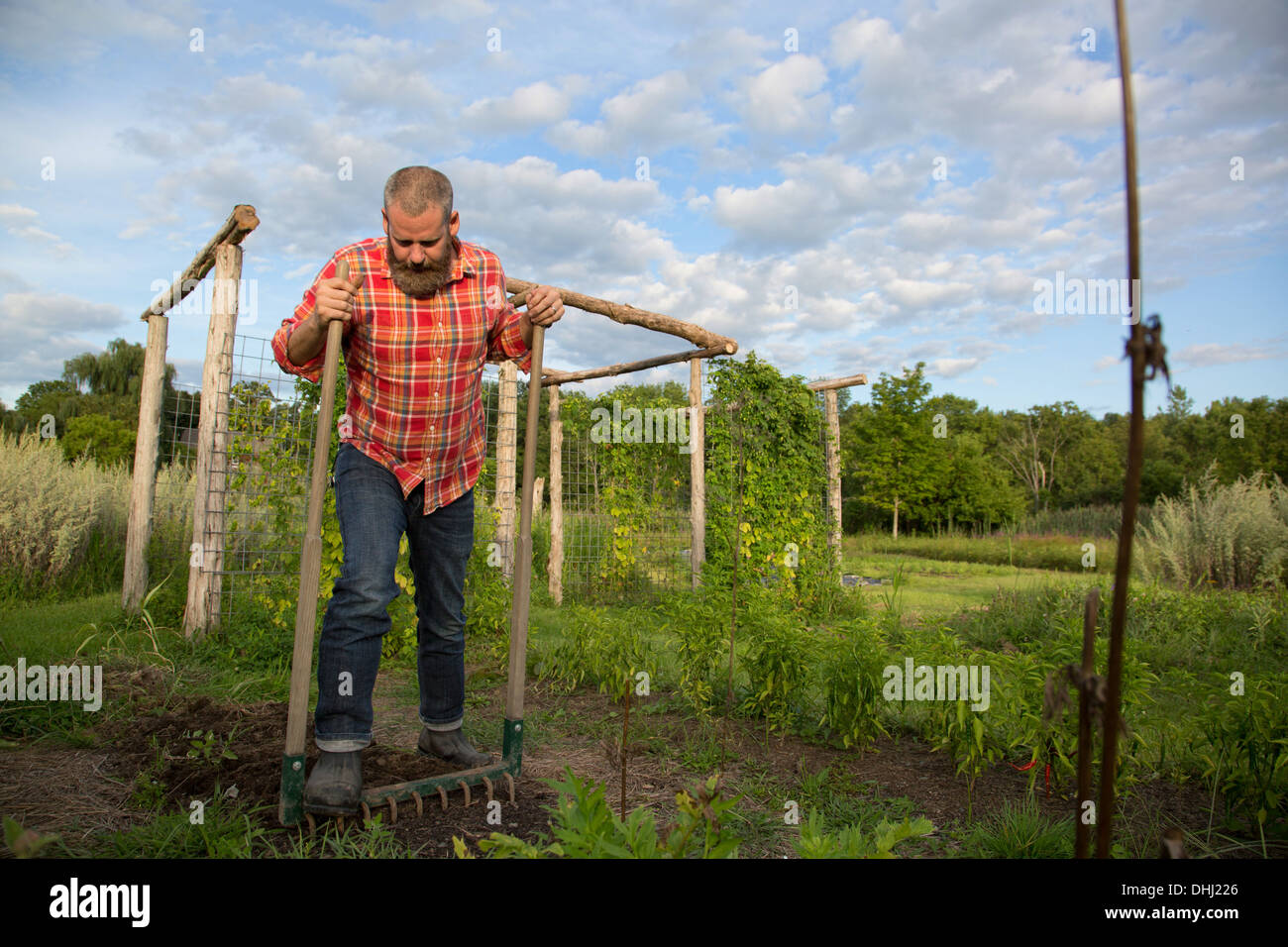 Uomo maturo la rastrellatura suolo sulla fattoria di erbe Foto Stock