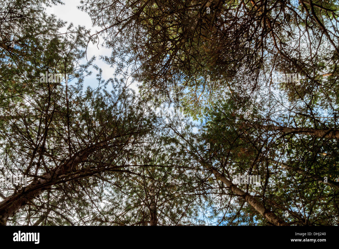 Pinus sylvestris - pini scozzesi, noti anche come pini scozzesi, pini baltici e pini rossi europei Foto Stock