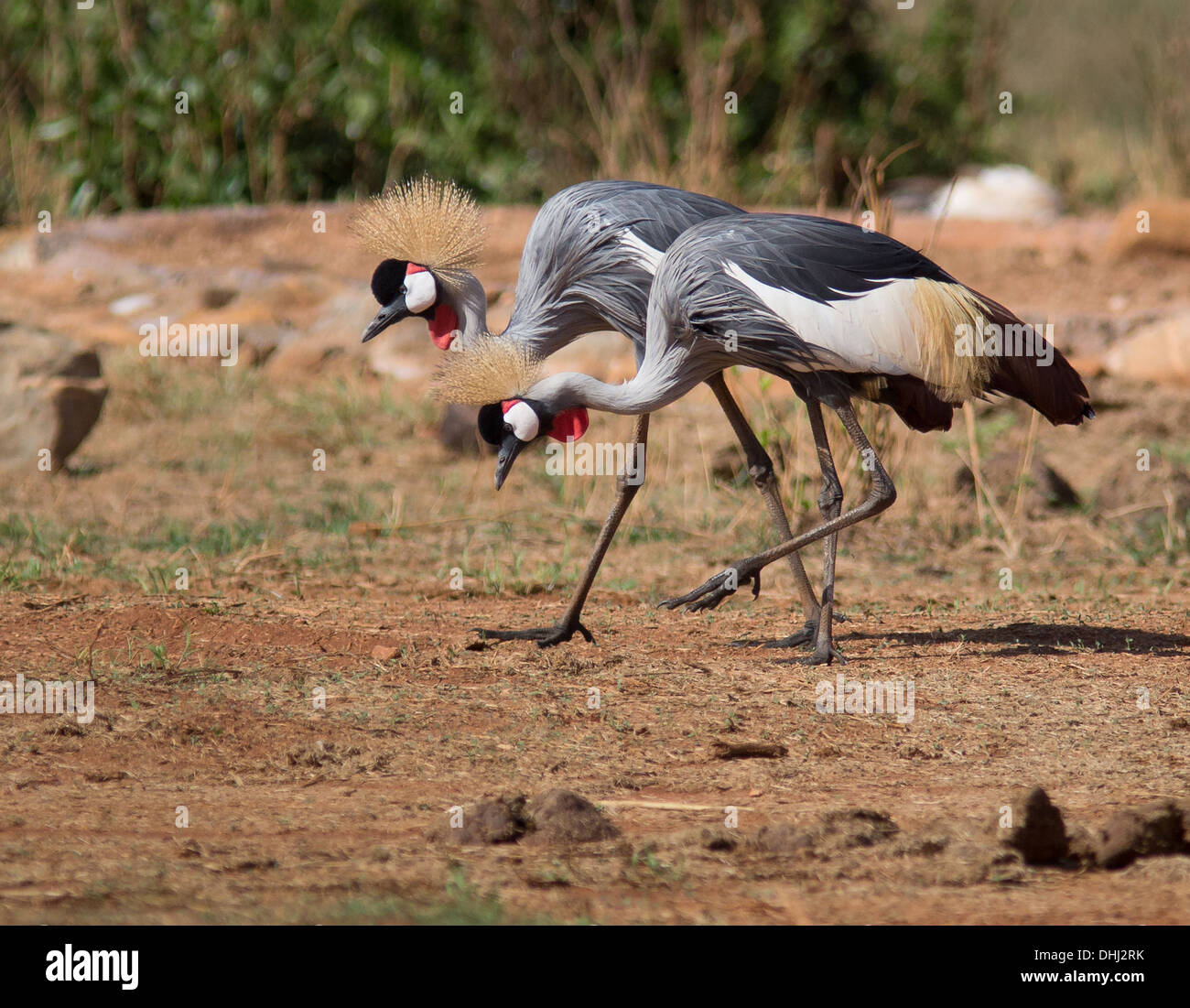 Crowned Crane Balearica regulorum paio di uscire insieme in Oriente Tsavo National Park in Kenya Foto Stock