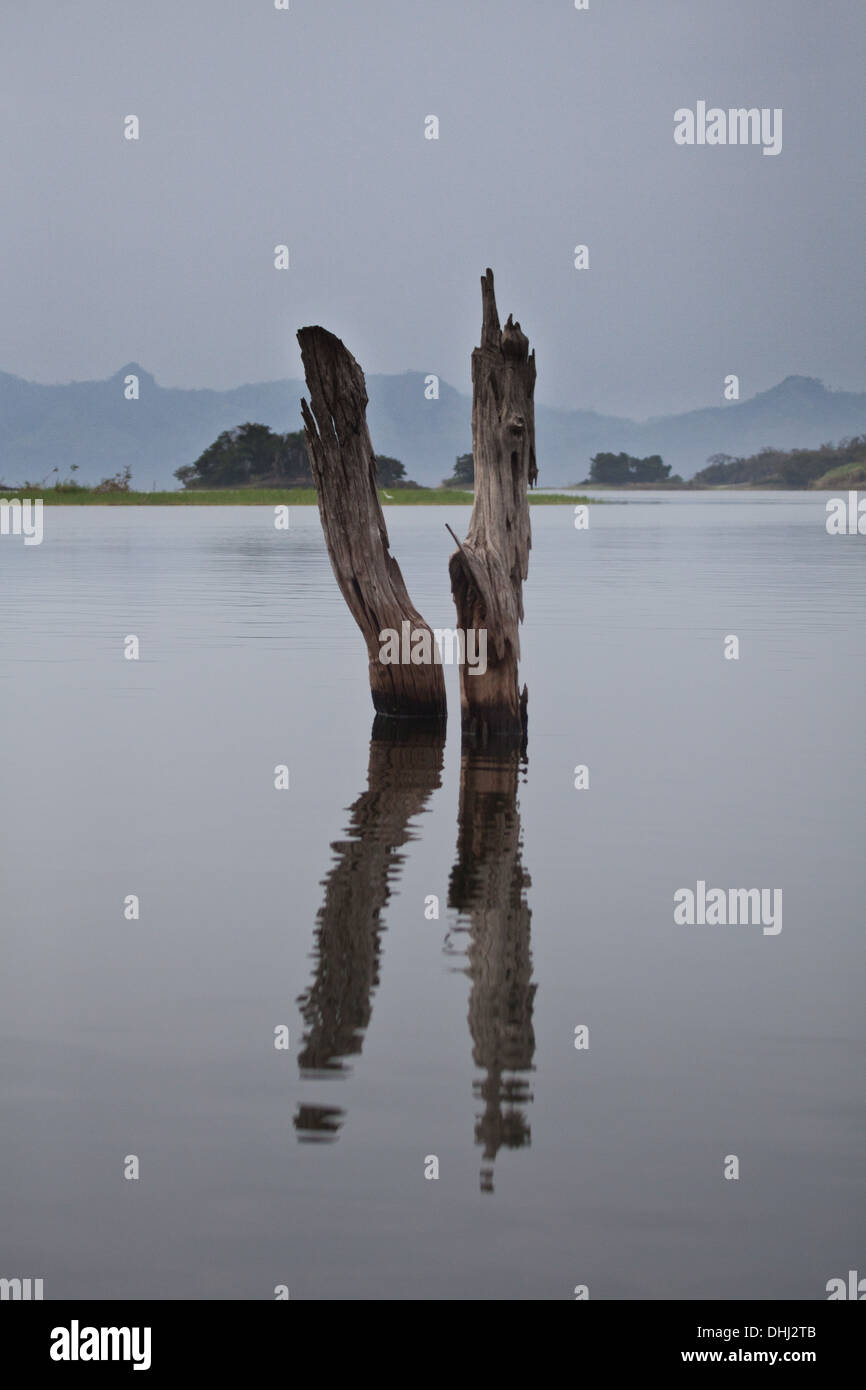 Tronchi di alberi in Lago Bayano, un lago artificiale, provincia di Panama, Repubblica di Panama. Foto Stock