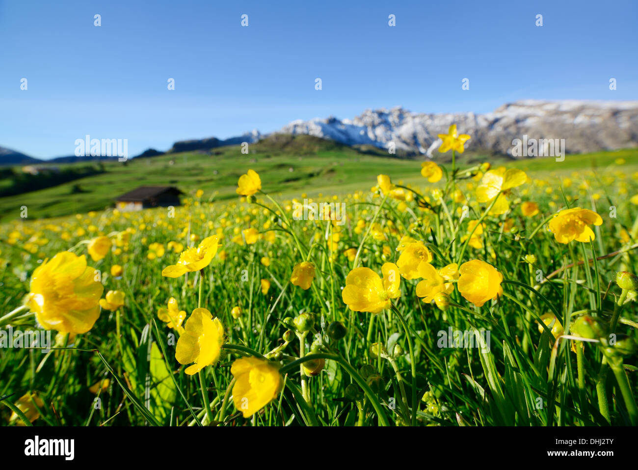 Il prato fiorito con renoncules, Seiseralm, Dolomiti, patrimonio mondiale dell UNESCO Dolomiti, Alto Adige, Italia Foto Stock