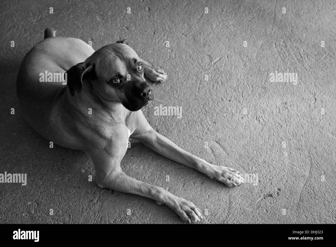 Ritratto di un boxer cane di nome Jack, in Penonome, Cocle Affitto provincia, Repubblica di Panama. Foto Stock