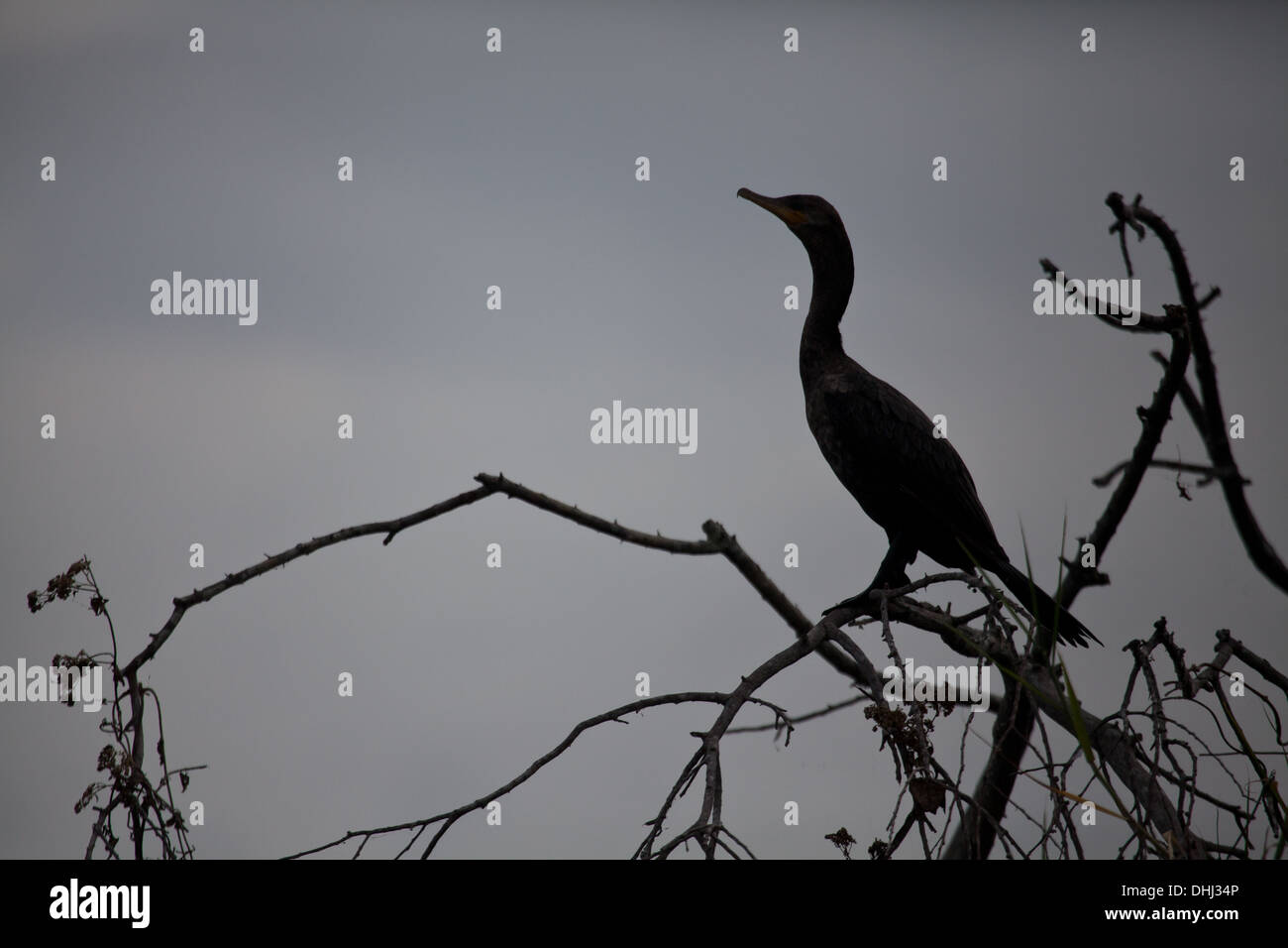 Neotropic, cormorano Phalacrocorax brasilianus, alla riva del lago di Lago Bayano, Provincia di Panama, Repubblica di Panama. Foto Stock