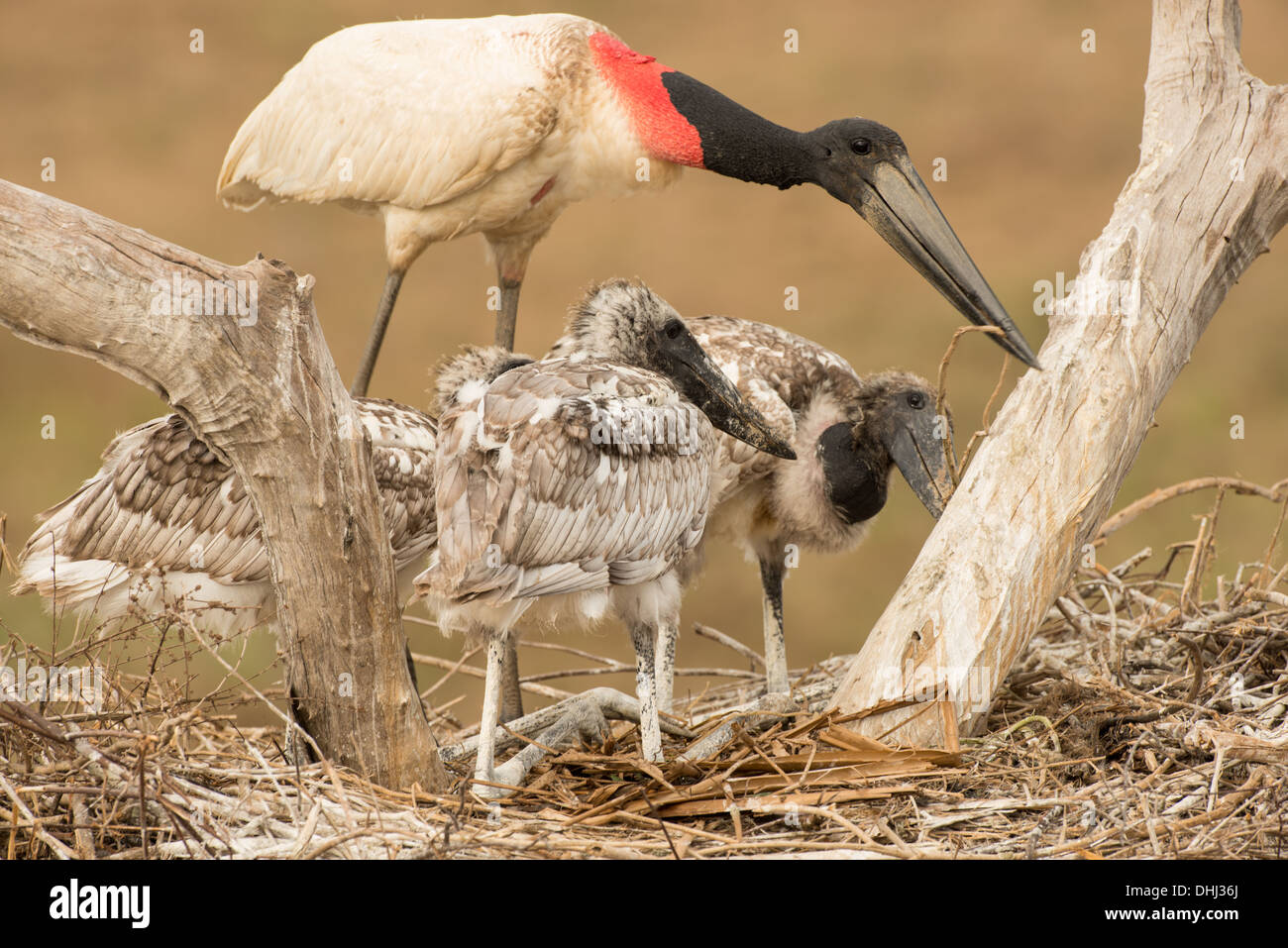 Foto di stock di una cicogna Jabiru Aeroporto con pulcini nel nido, Pantanal, Brasile. Foto Stock