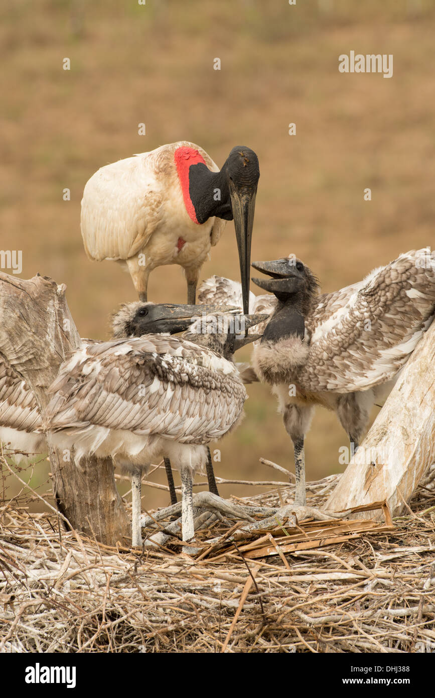 Foto di stock di una cicogna Jabiru Aeroporto con pulcini nel nido, Pantanal, Brasile. Foto Stock