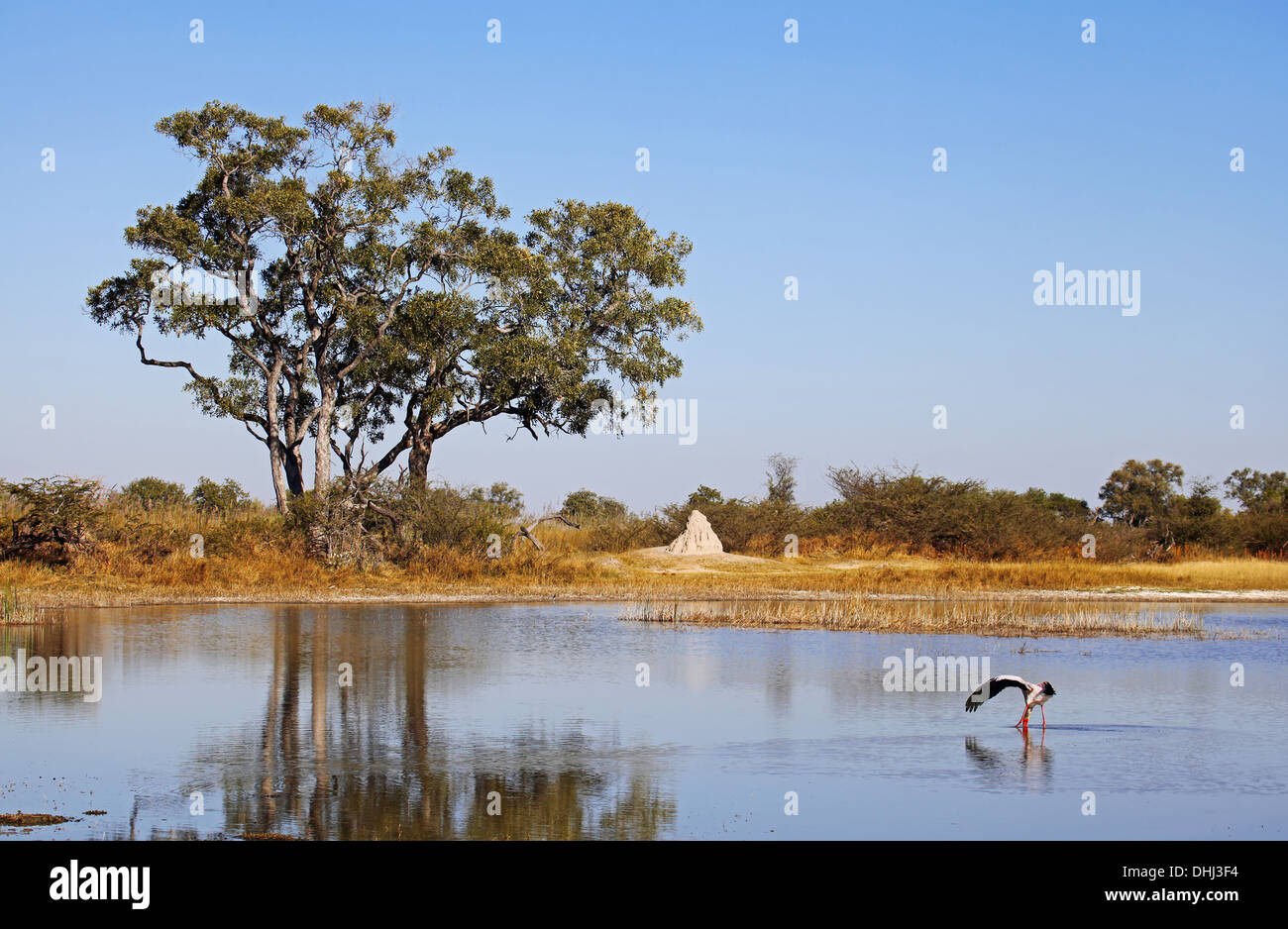 Paesaggio in Moremi Game Reserve, Botsuana Foto Stock