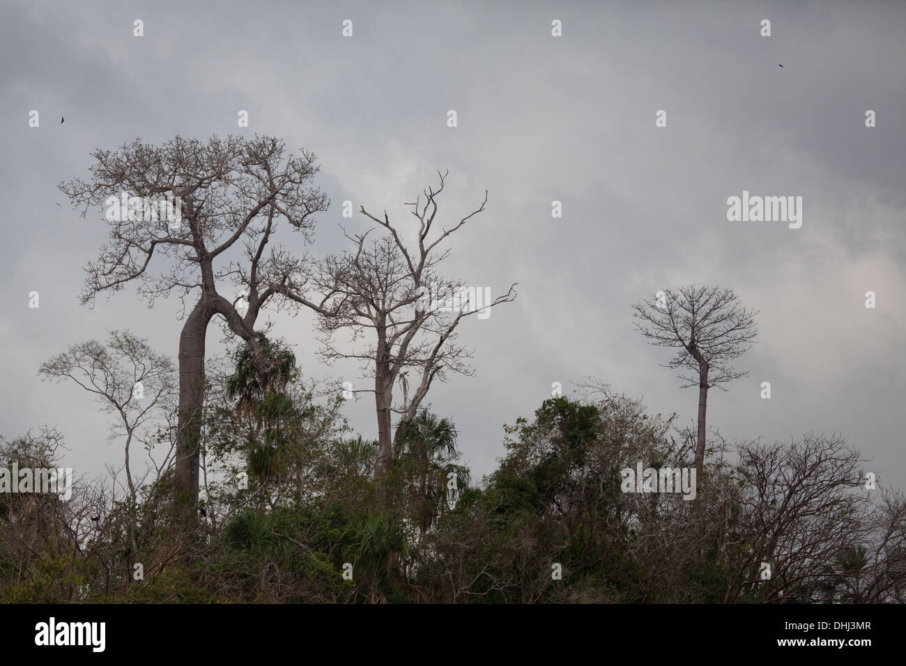 Grandi alberi Cuipo accanto al Lago Bayano nella provincia di Panama, Repubblica di Panama. Foto Stock