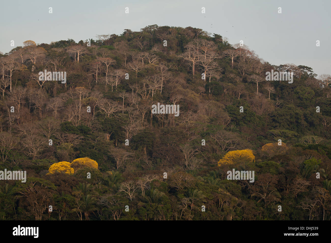 Fioritura giallo oro alberi nel Parco Nazionale di Soberania, Repubblica di Panama. Foto Stock