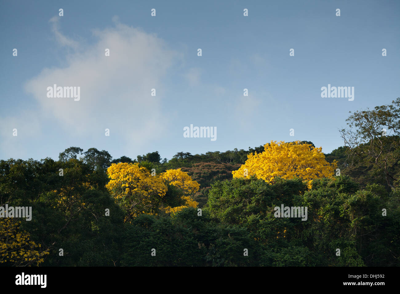 Fioritura giallo oro alberi nel Parco Nazionale di Soberania, Repubblica di Panama. Foto Stock