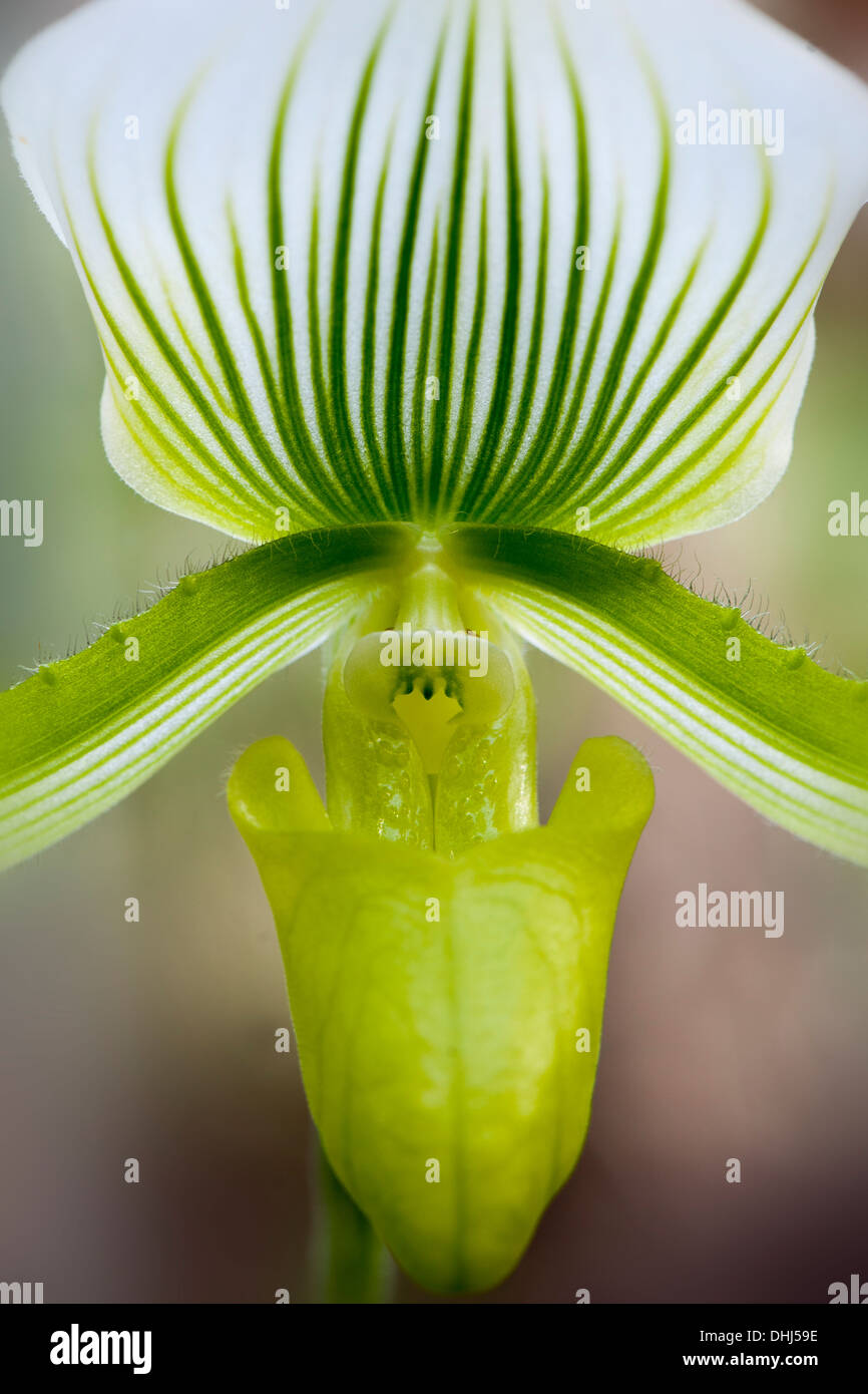Close-up di immagine bella bianca Paphiopedilum fiore comunemente noto come pantofola Orchid, immagine presa contro un sfondo morbido Foto Stock