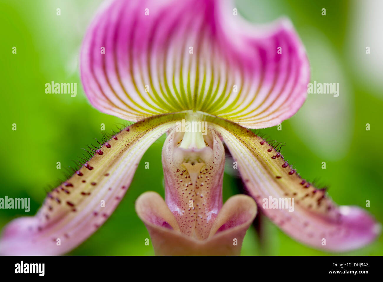 Close-up di immagine di un bel colore rosa Paphiopedilum fiore comunemente noto come pantofola Orchid, immagine presa contro un sfondo morbido Foto Stock