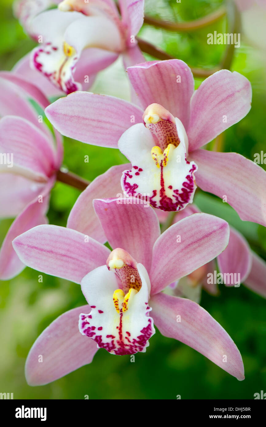 Close-up immagine della bella rosa Cymbidium orchid Gorey Faldouet può anche essere conosciuto come barca Orchid, presa contro un dolce sottofondo. Foto Stock