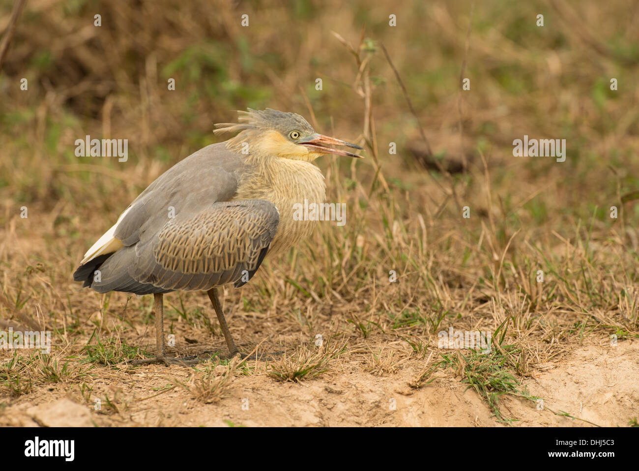 Foto di stock di novellame di sibilo heron, Pantanal, Brasile Foto Stock