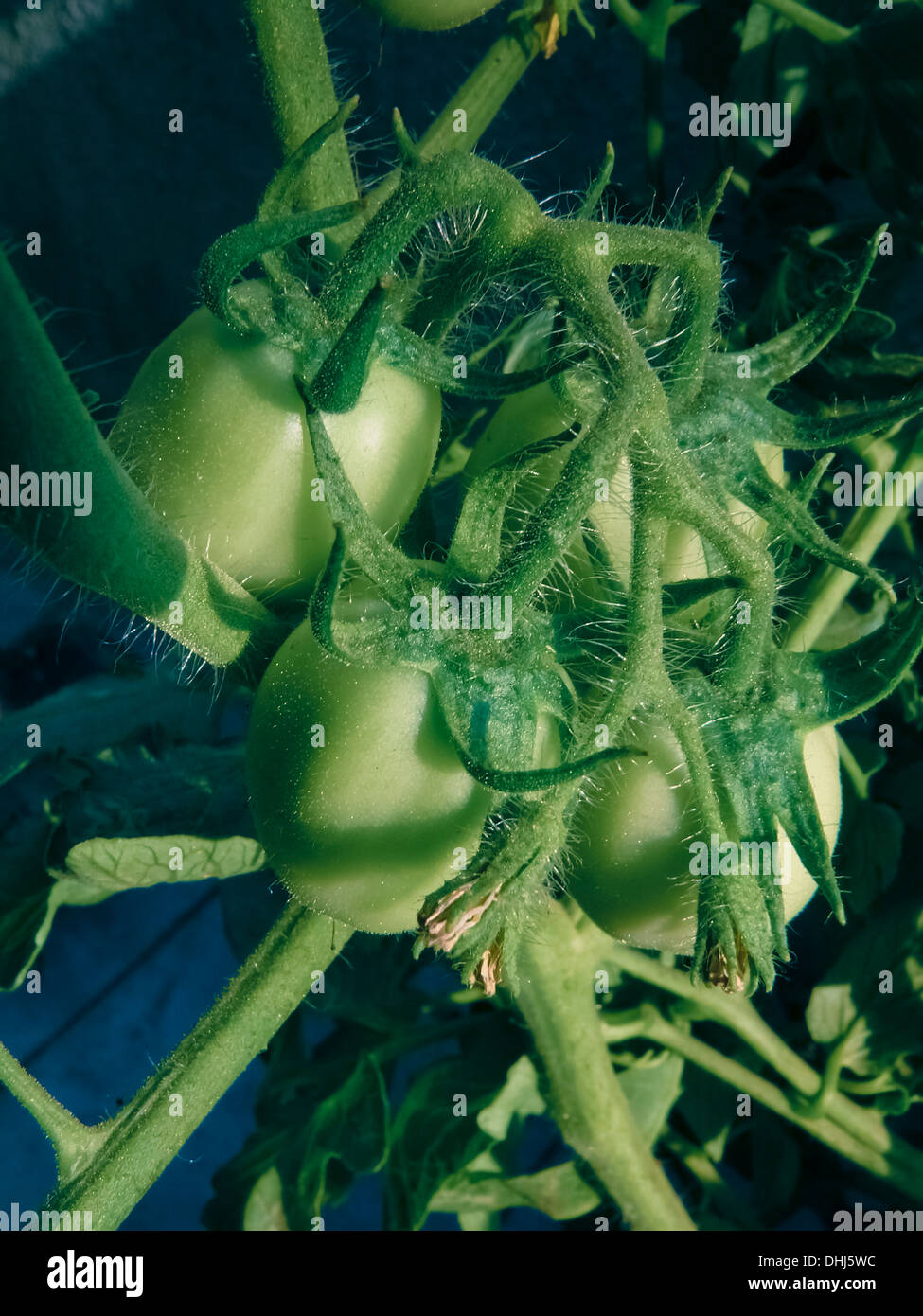 Pomodori verdi su un impianto, Lycopersicon esculentum Foto Stock