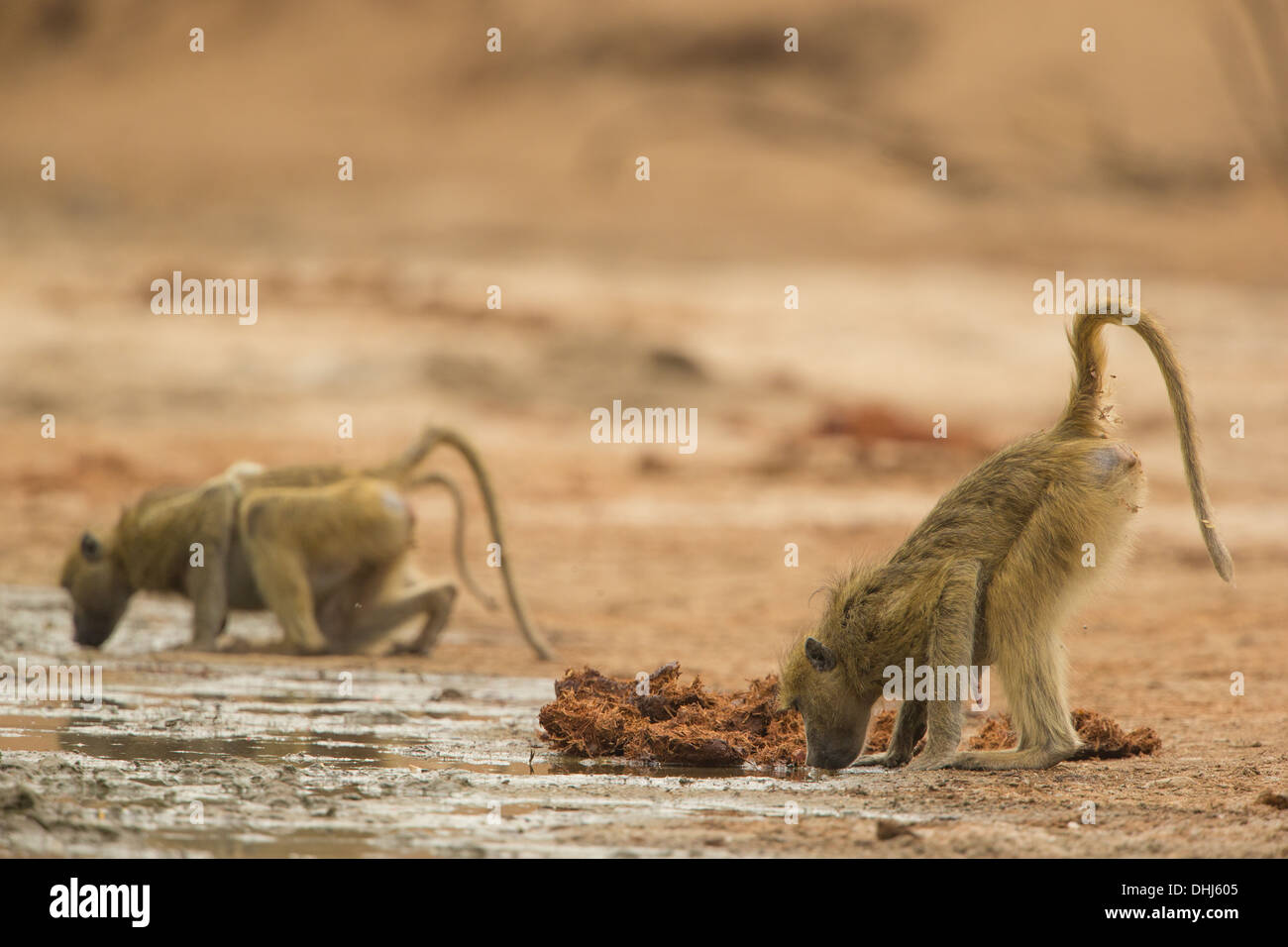 I babbuini Chacma (Papio ursinus) bere da molla fangose Foto Stock