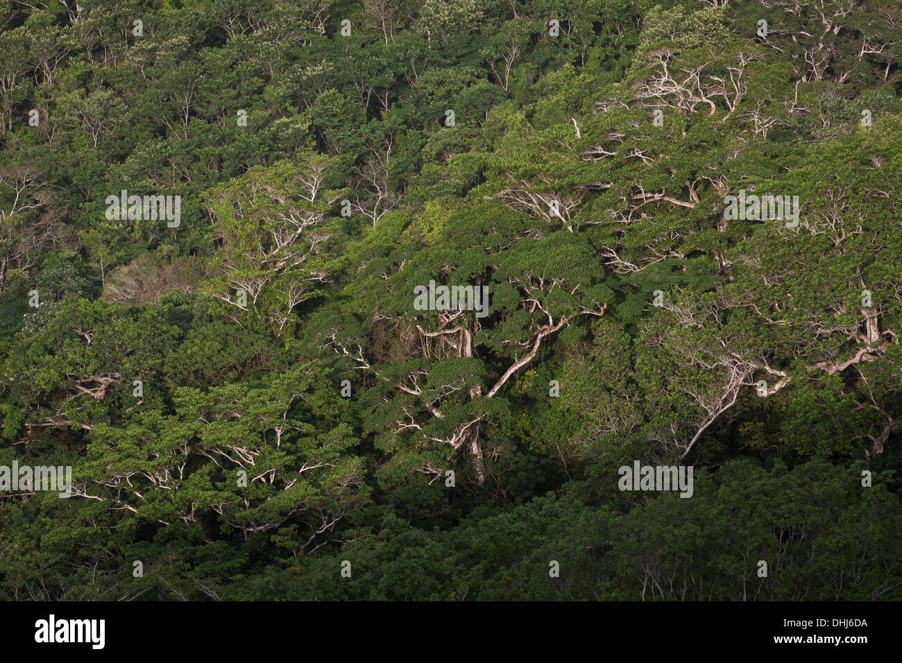 Foresta pluviale in Altos de Campana National Park, provincia di Panama, Repubblica di Panama. Foto Stock