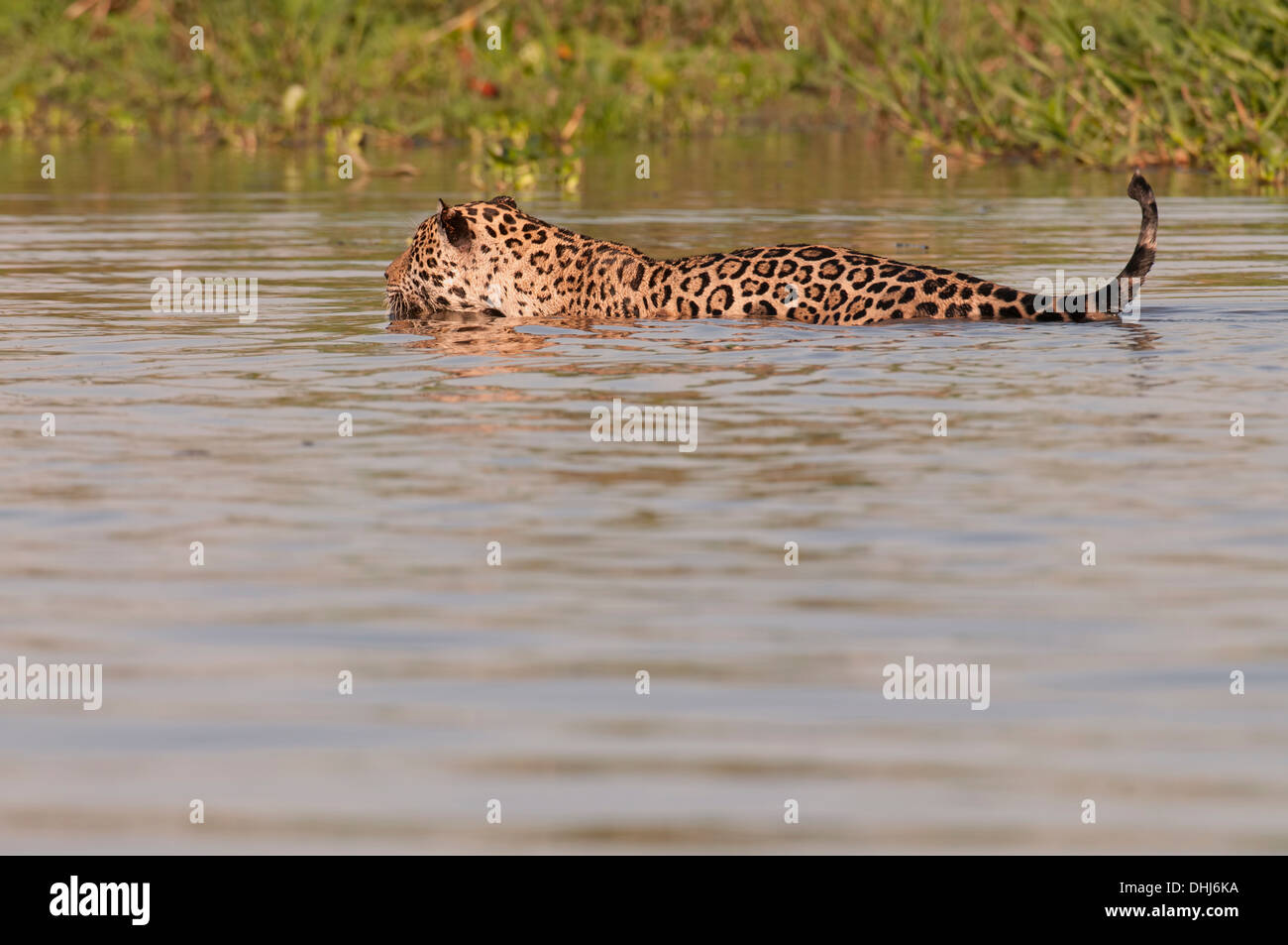 Foto di stock di una Jaguar nuotare nel fiume, Pantanal, Brasile. Foto Stock