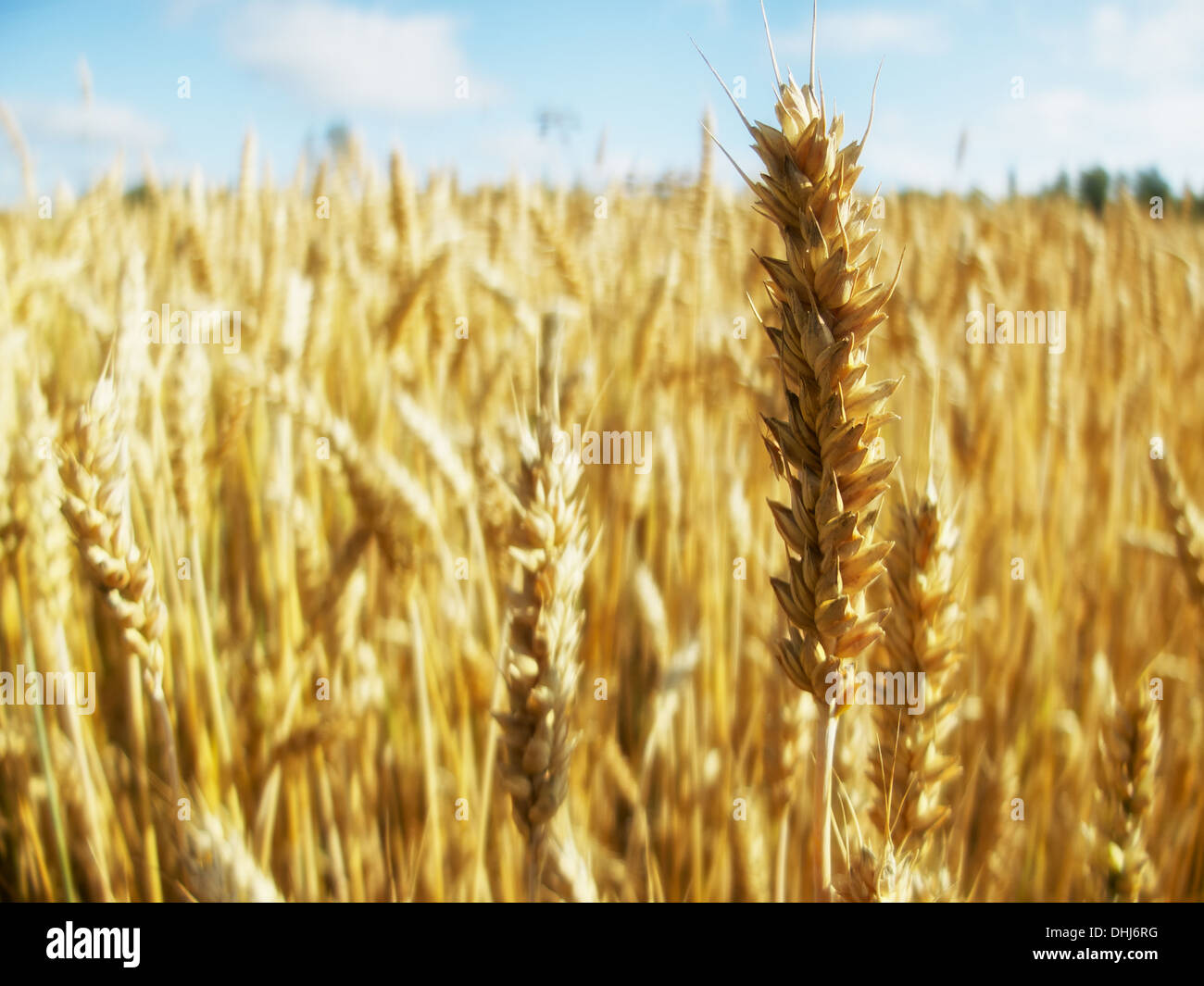 Golden spike cresciuto nel campo e ai bagni di sole Foto Stock