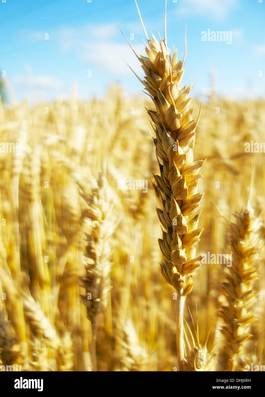 Golden spike cresciuto nel campo e ai bagni di sole Foto Stock