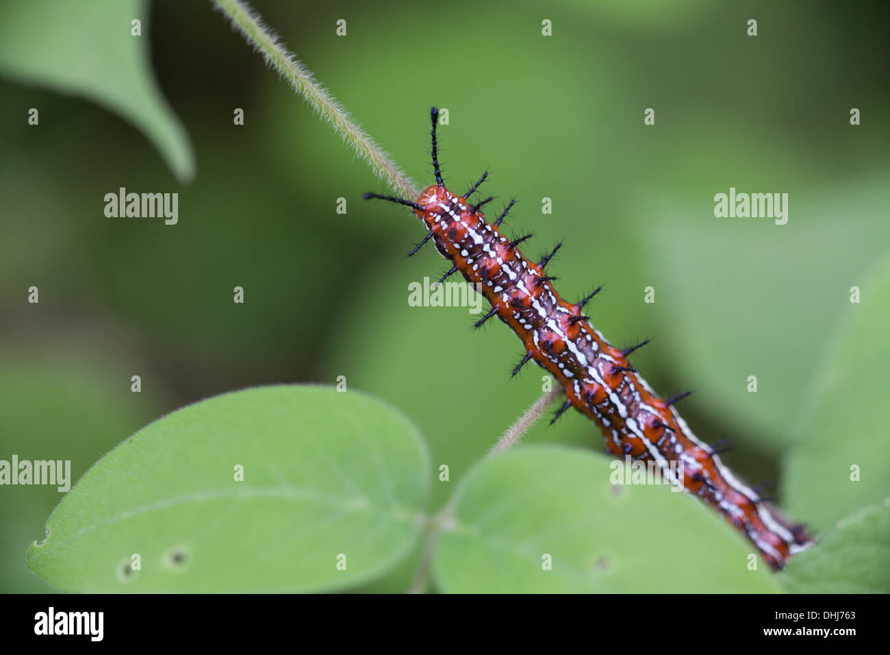 Caterpillar in Cienaga las Macanas Riserva Naturale, Herrera provincia, Repubblica di Panama. Foto Stock