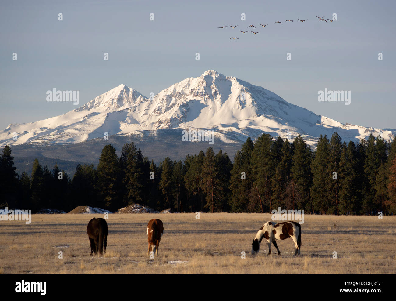 Oche selvatiche volare sul ranch di bestiame in direzione sud per l'inverno mentre pascolano cavalli Foto Stock