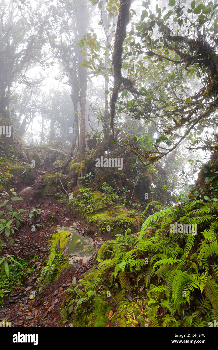 Gunung Brinchang, Cameron Highlands, Malaysia, cloud mossy habitat della foresta dettaglio Foto Stock