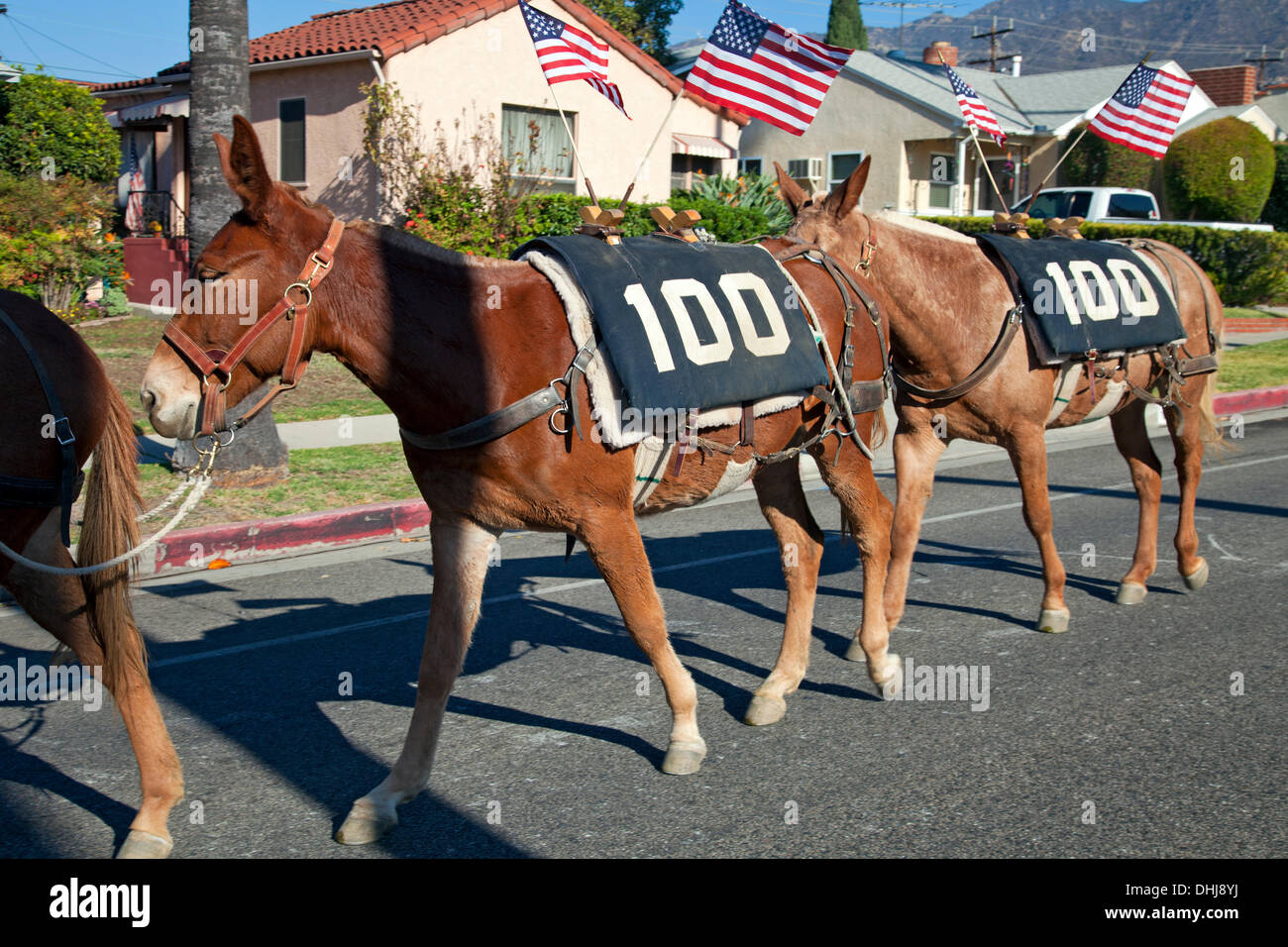 Glendale, California, Stati Uniti d'America. Xi Nov, 2013. Un giorno dei veterani di mulo treno sfilata in Glendale, California che è l'ultima tappa di un artista commemorativa azione intitolata "cento muli a piedi il Los Angeles acquedotto dell', che è stato un mese lungo, 240 miglia di viaggio da Owens Valley a Los Angeles che commemora il 100° anniversario dell'apertura del Los Angeles acquedotto. Credito: Immagini ambiente Inc./Alamy Live News Foto Stock