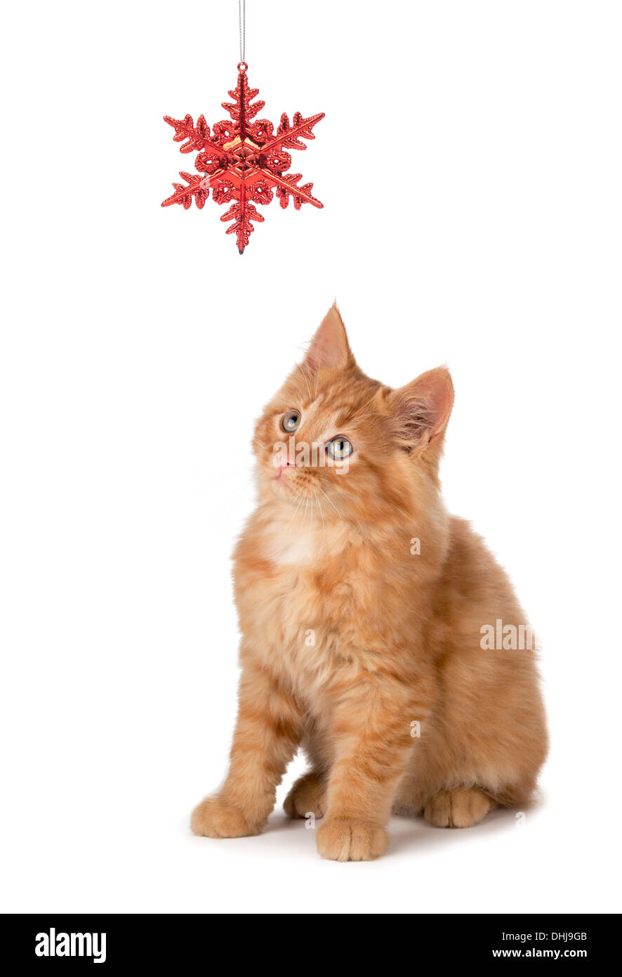 Carino gattino arancione giocando con un rosso di Natale ornamento fiocco di neve su uno sfondo bianco. Foto Stock