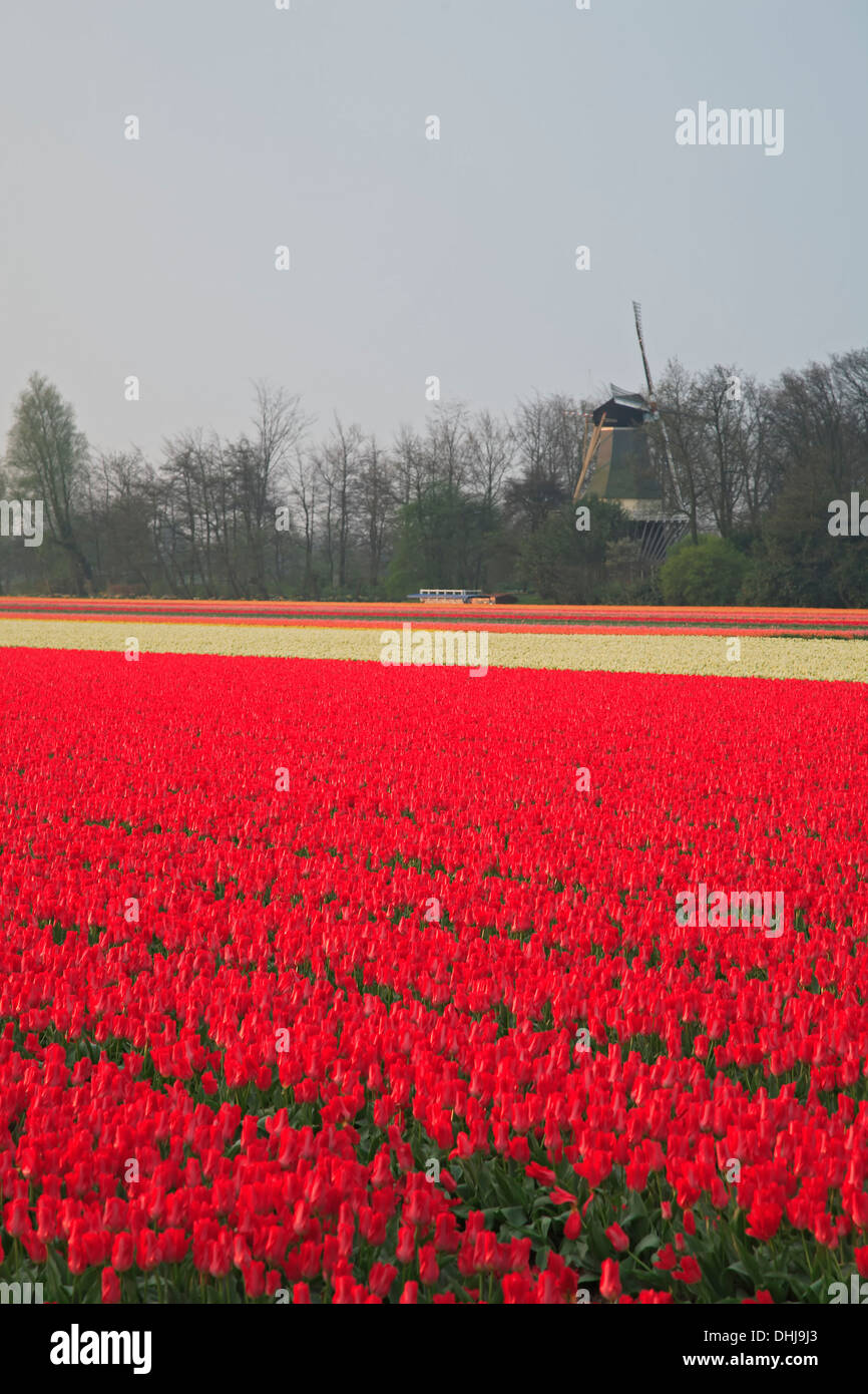 Il mulino a vento e commerciale campo di tulipani vicino a Lisse, Paesi Bassi Foto Stock