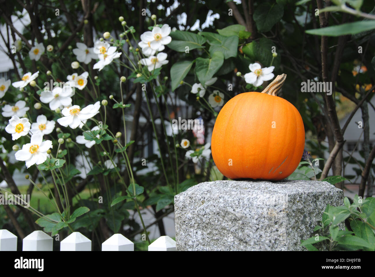 Caduta closeup di zucca su palo di granito con fiori bianchi in fiore, Concord ma. Foto Stock