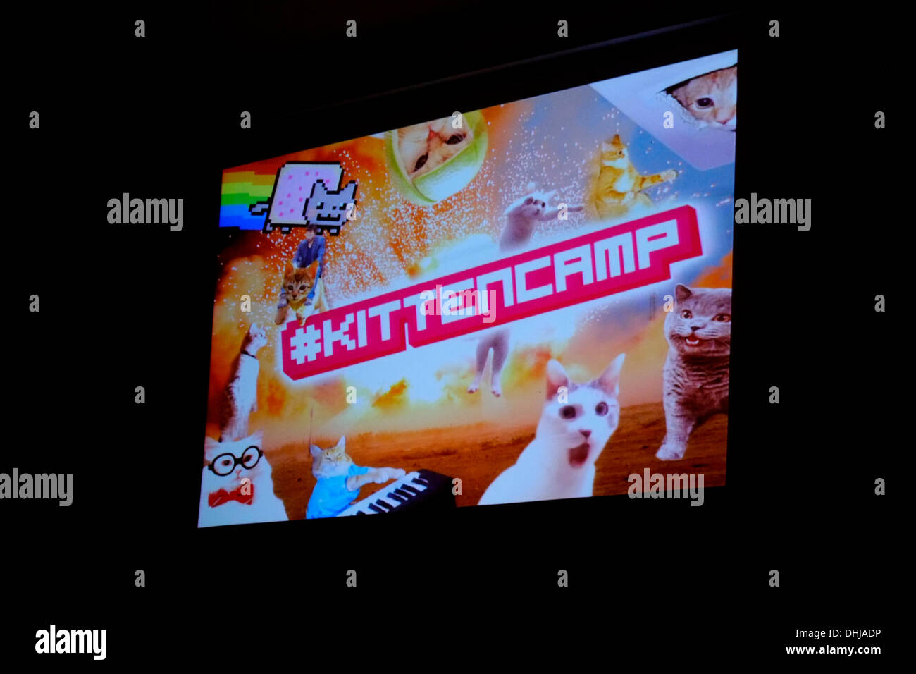 Londra, UK . Xi Nov, 2013. Kitten Camp evento incentrato su video virali e internet memi, svoltasi a Soho London Credit: Rachel Megawhat/Alamy Live News Foto Stock