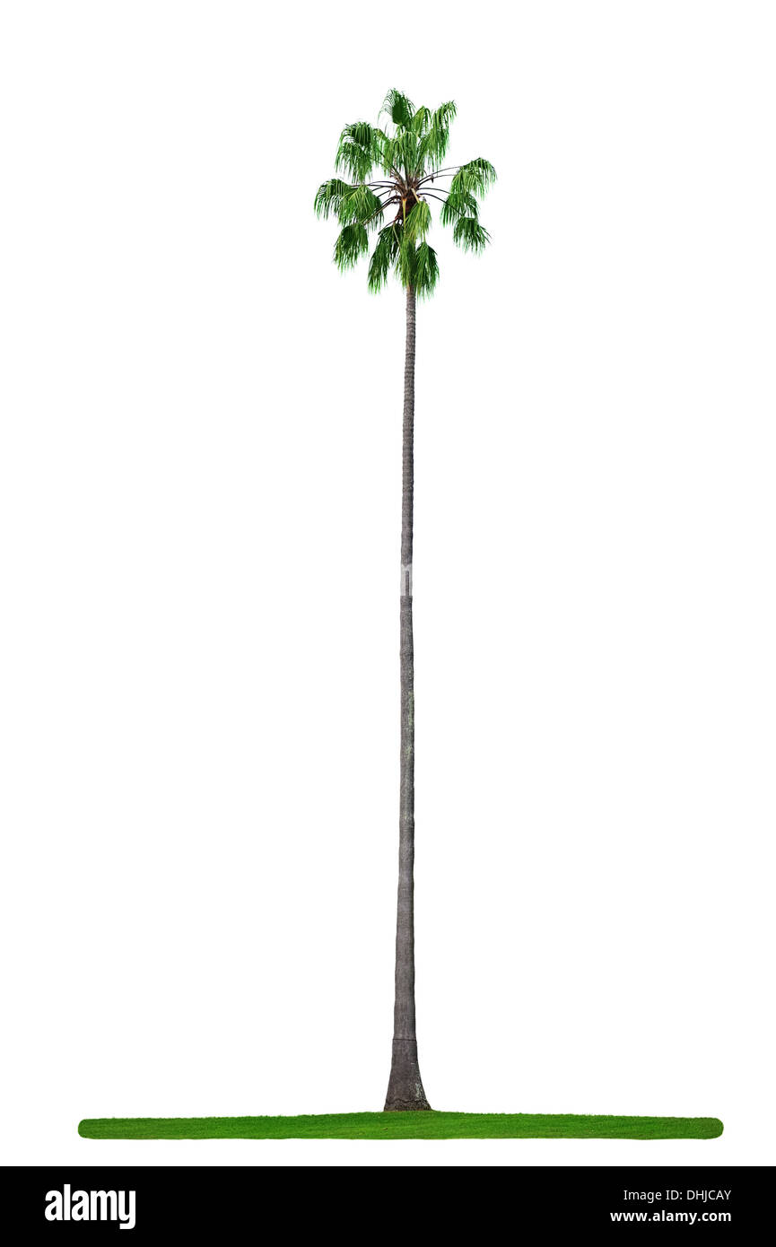 Bella verde alta palma isolati su sfondo bianco Foto Stock