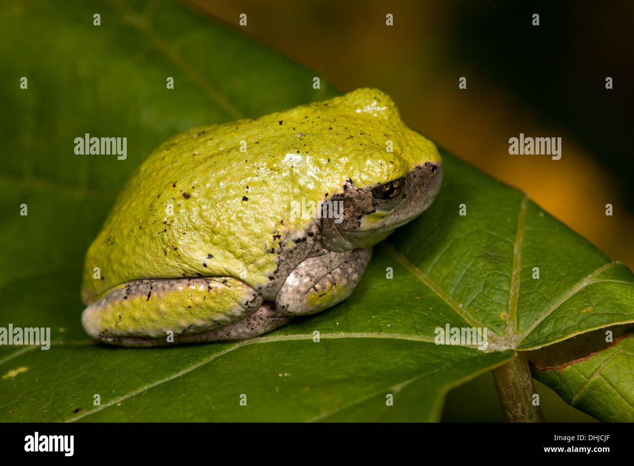 Un gray Treefrog (Hyla versicolor) si siede su una foglia. Foto Stock