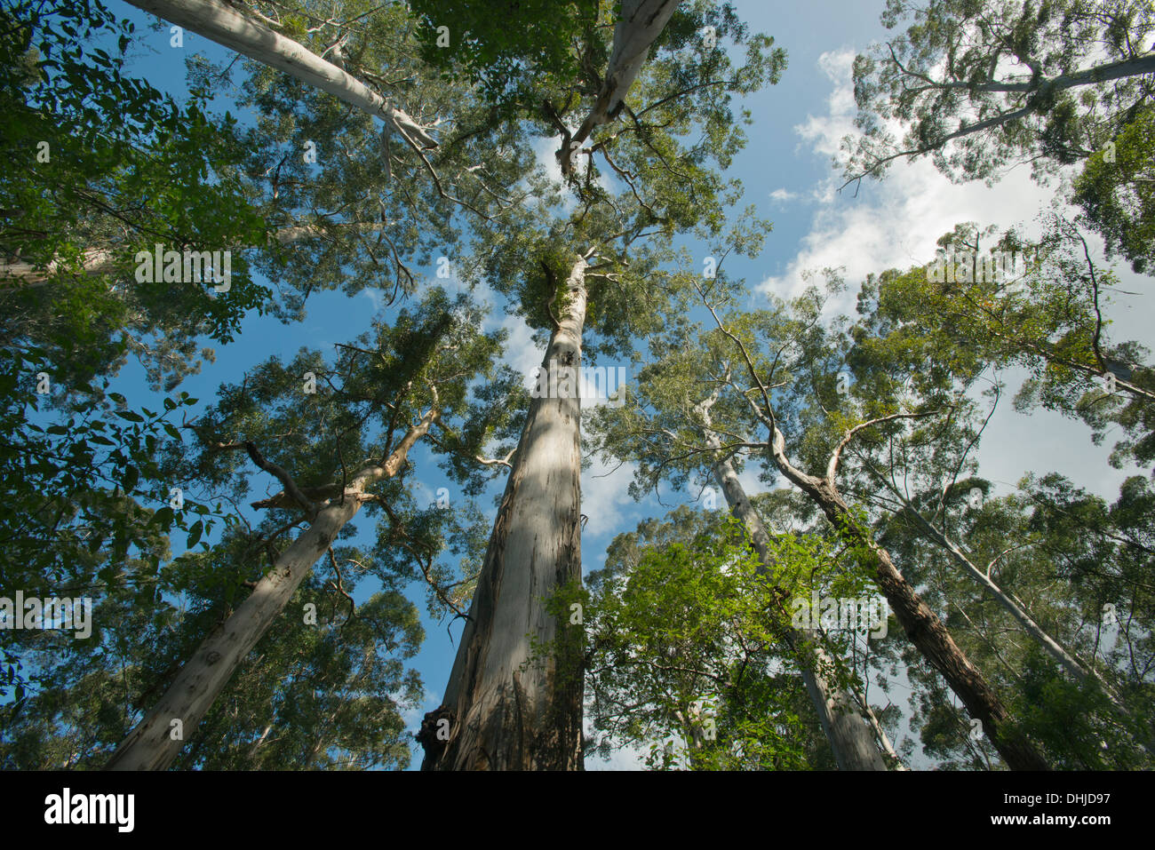 Karri Gigante alberi (Eucalyptus diversicolor) Grande albero Grove, fino a 90 metri di altezza, vicino Northcliffe, Australia occidentale Foto Stock