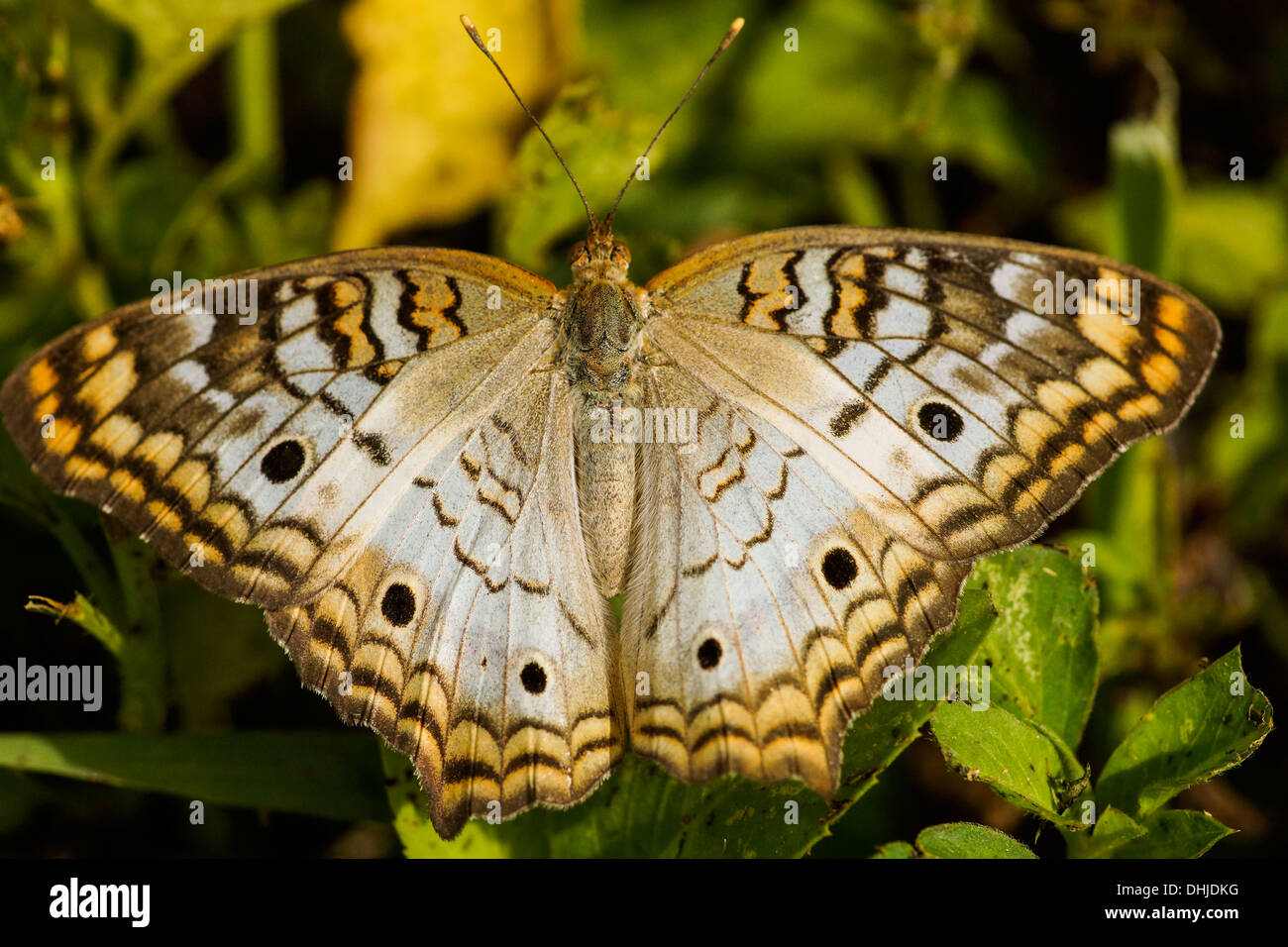 Close-up di un bianco farfalla pavone (Anartia jatrophae) Foto Stock