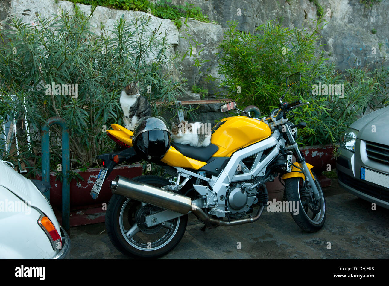 Gatti a sedersi su una motocicletta gialla a Sorrento, Italia. Foto Stock