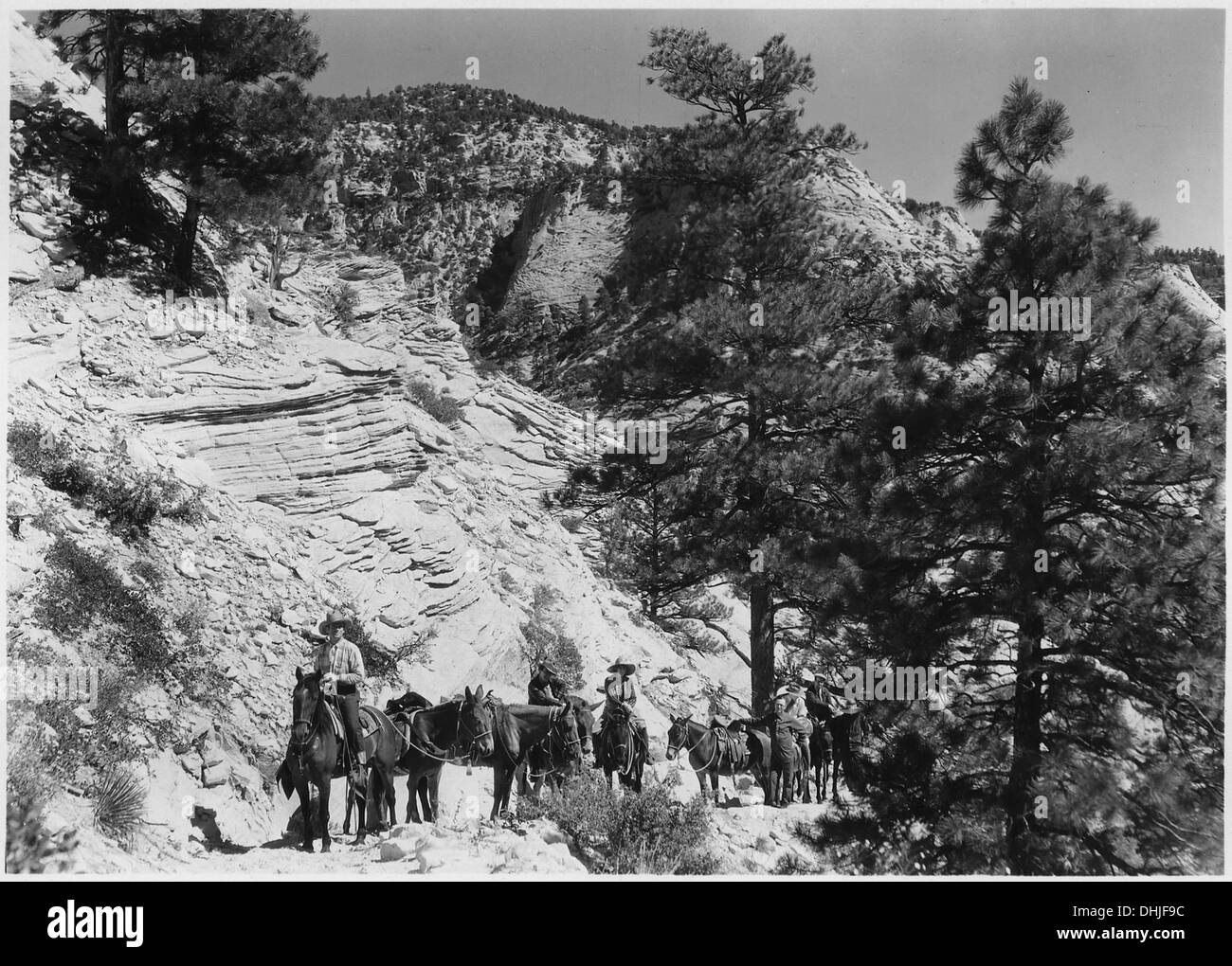 In questa immagine è mostrata una festa a cavallo sul sentiero del bordo orientale, con il pino giallo (Pinus brachyptera), una specie nota per i suoi caratteristici aghi lunghi e i grandi coni. Questo albero è una caratteristica comune nelle regioni montuose e contribuisce al variegato ecosistema del sentiero. Foto Stock